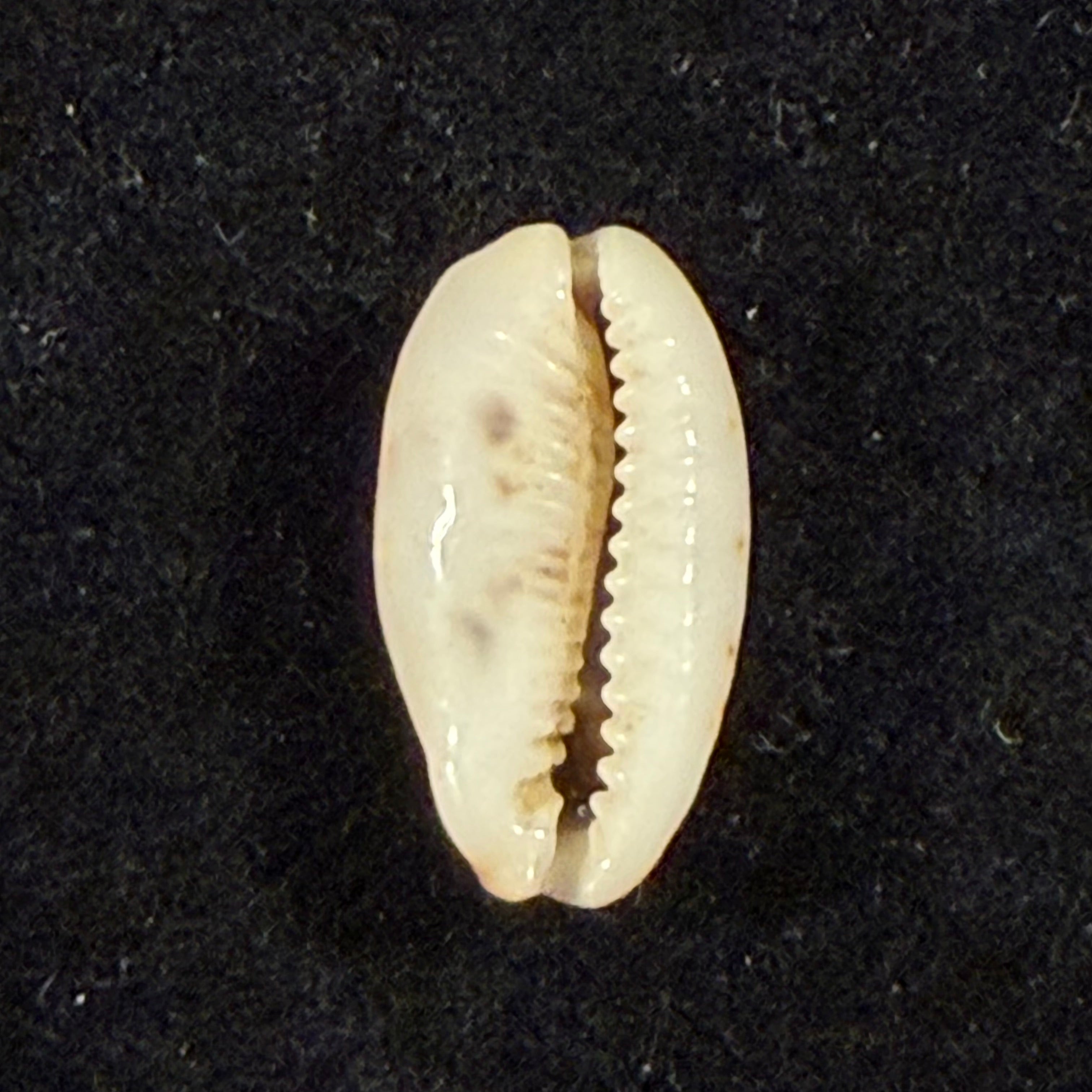 Melicerona felina (Gmelin, 1791) - 14,4mm
