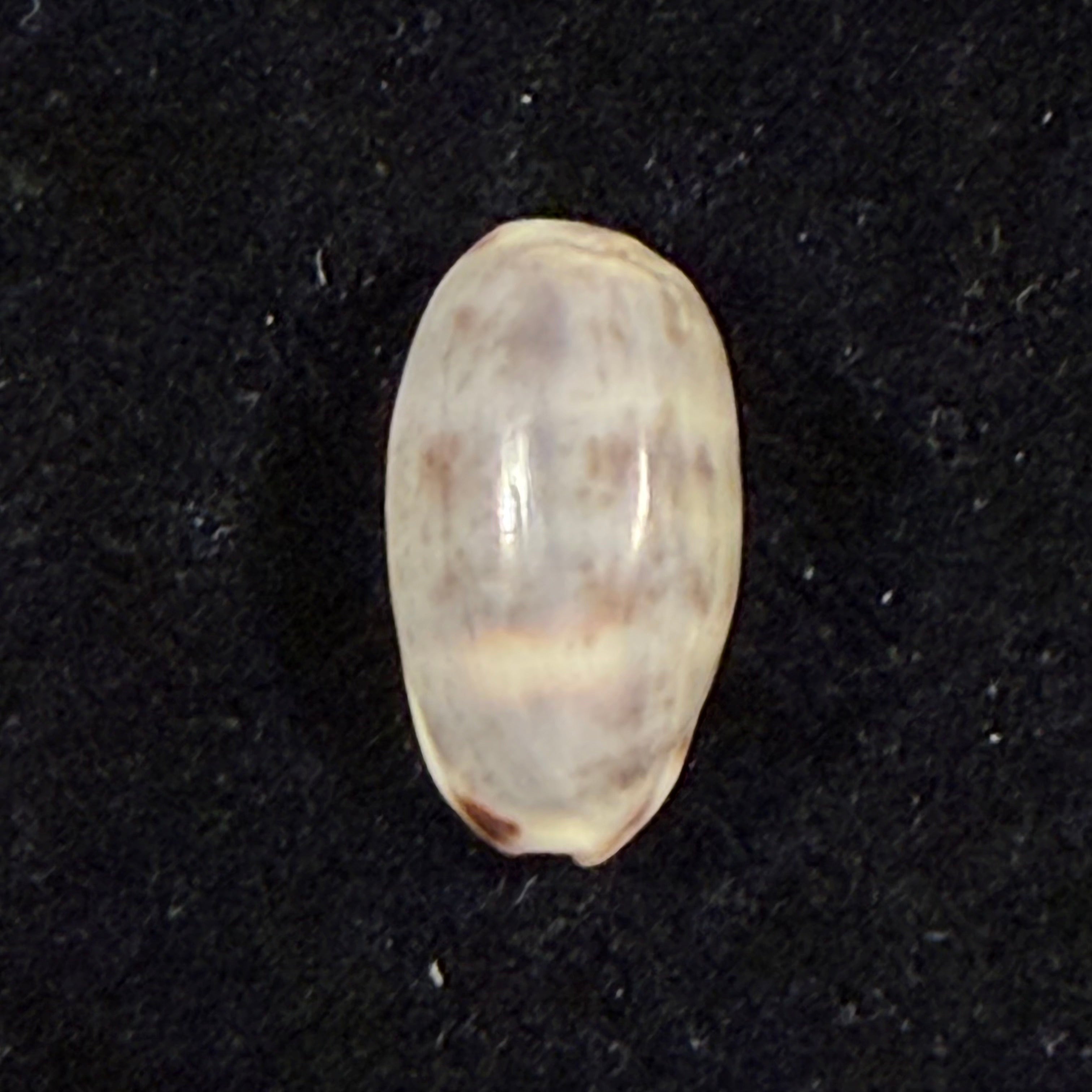 Melicerona felina (Gmelin, 1791) - 14,6mm