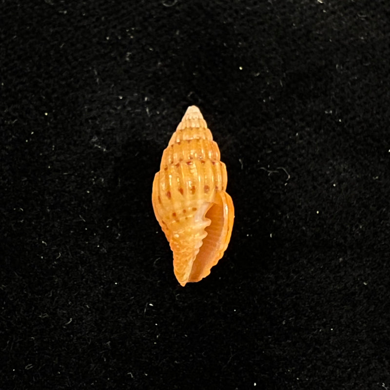 Vexillum pulchellum (Reeve, 1844) - 16,2mm