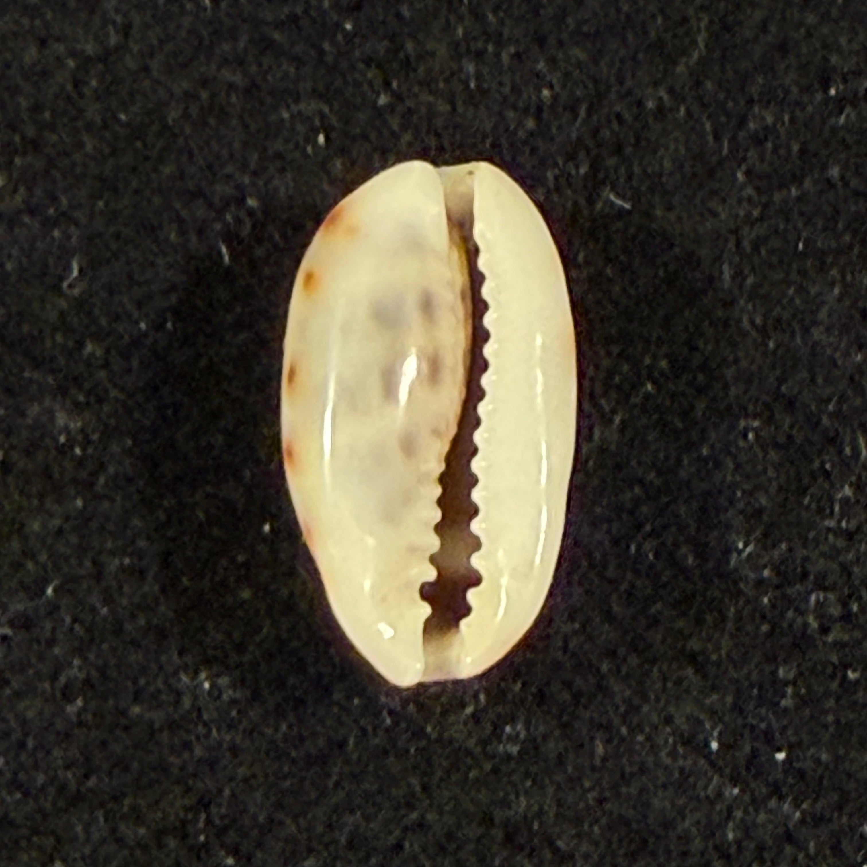 Melicerona felina (Gmelin, 1791) - 14,6mm