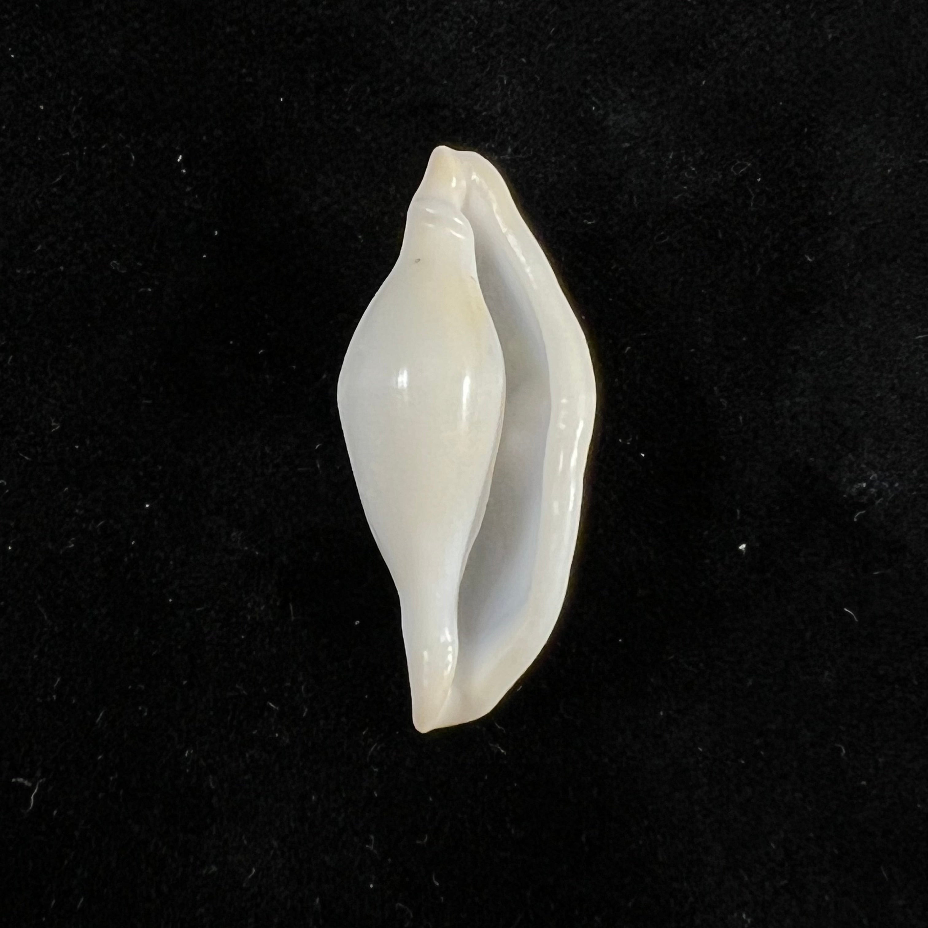 Cyphoma intermedium (G. B. Sowerby I, 1828) - 32,1mm