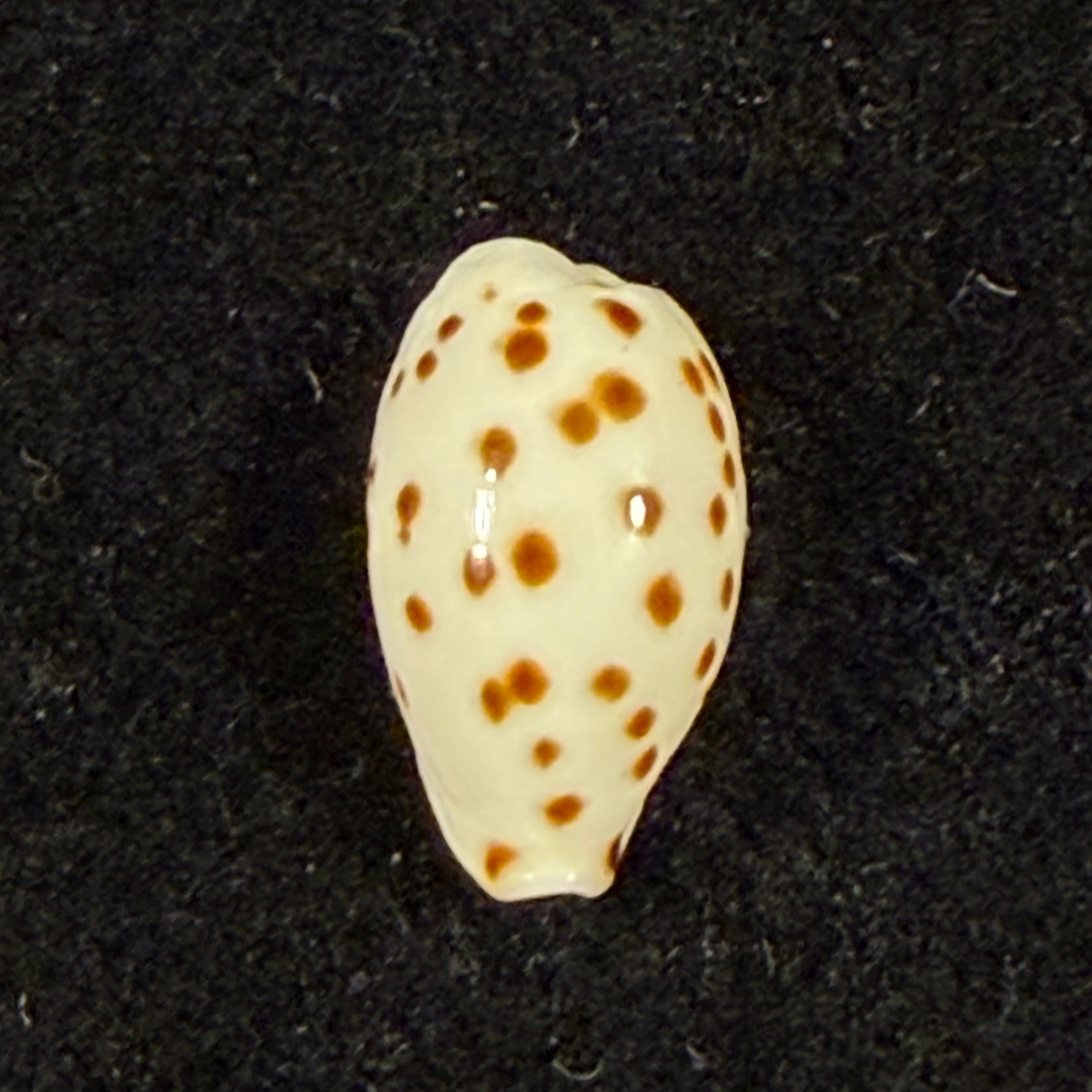 Ransoniella punctata (Linnaeus, 1758) - 10,9mm