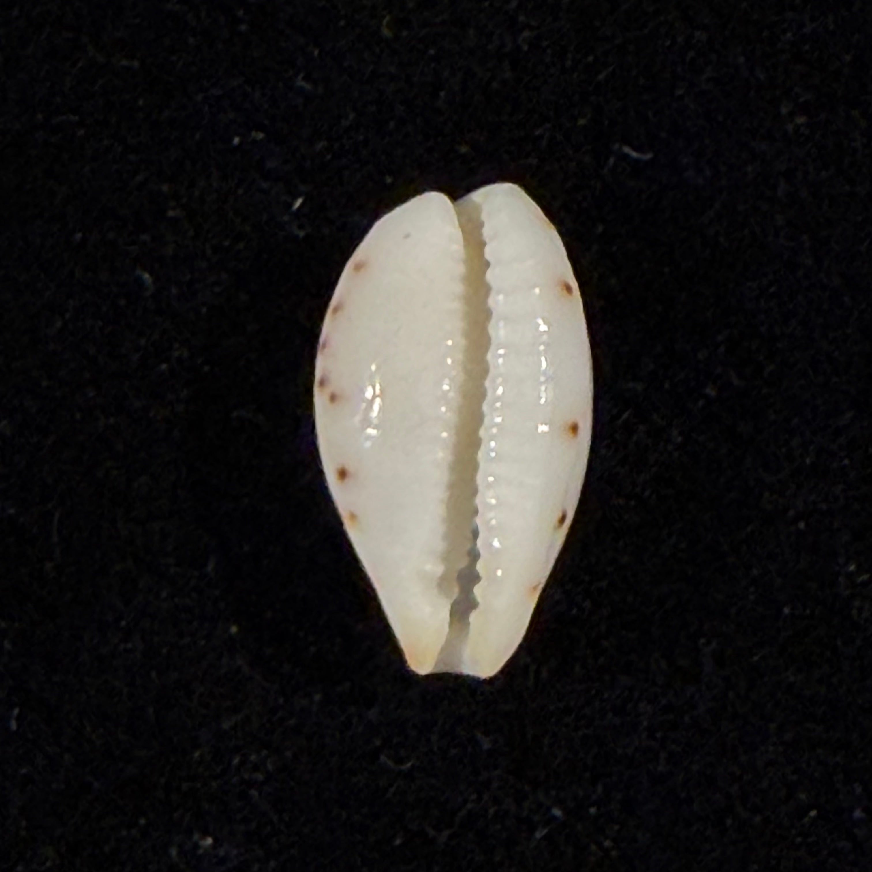 Ransoniella punctata (Linnaeus, 1758) - 10,9mm