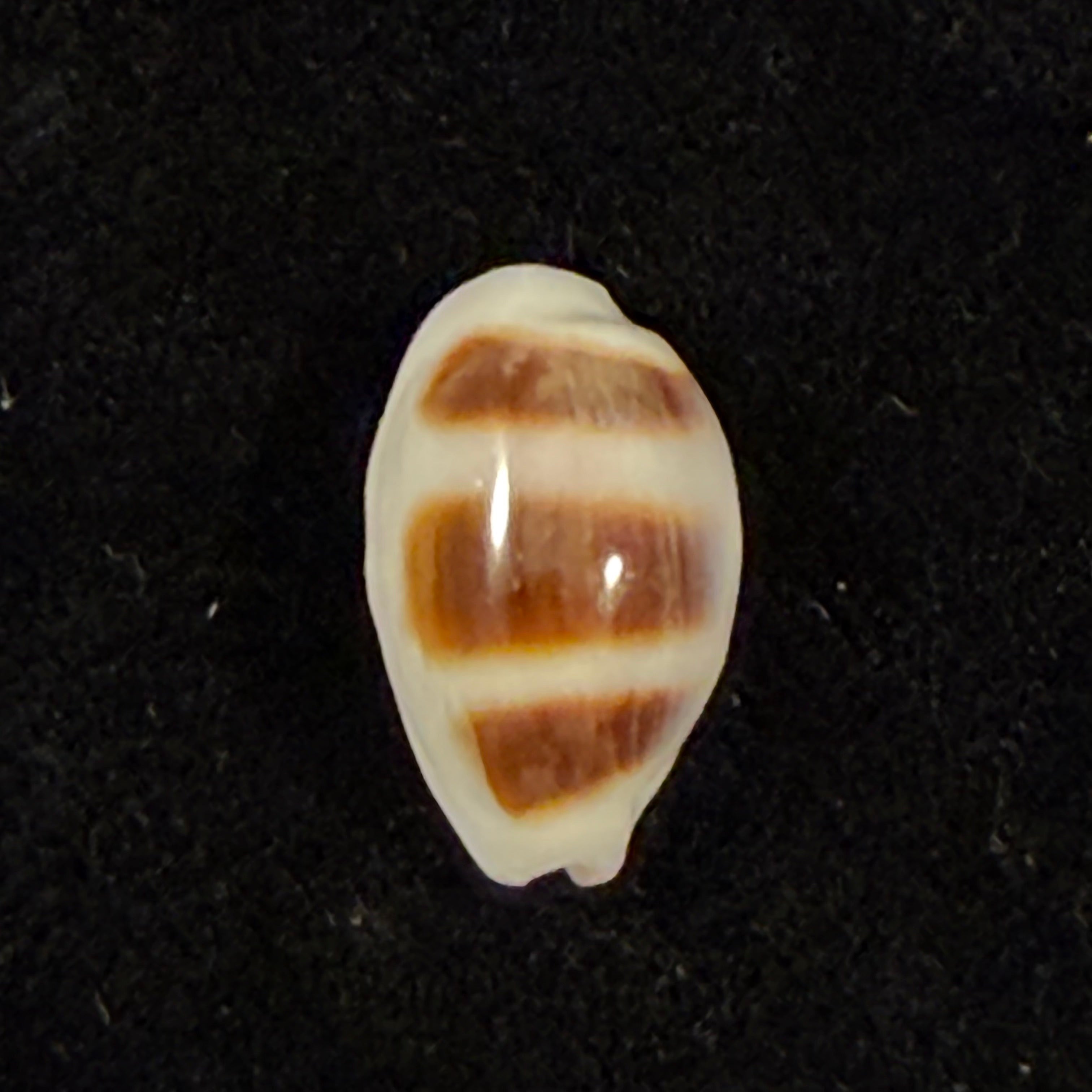 Palmadusta asellus (Linnaeus, 1758) - 15,1mm