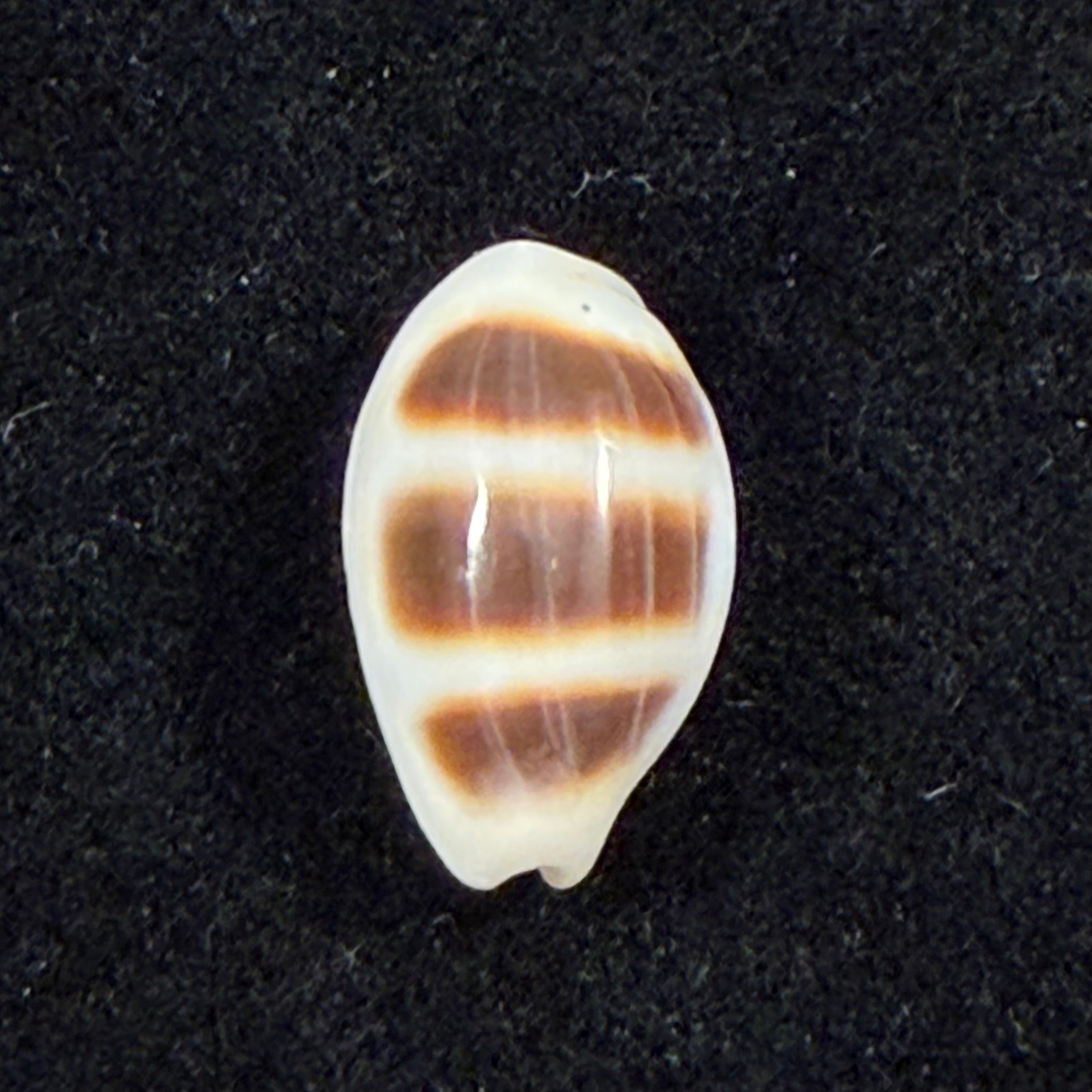 Palmadusta asellus (Linnaeus, 1758) - 15,1mm