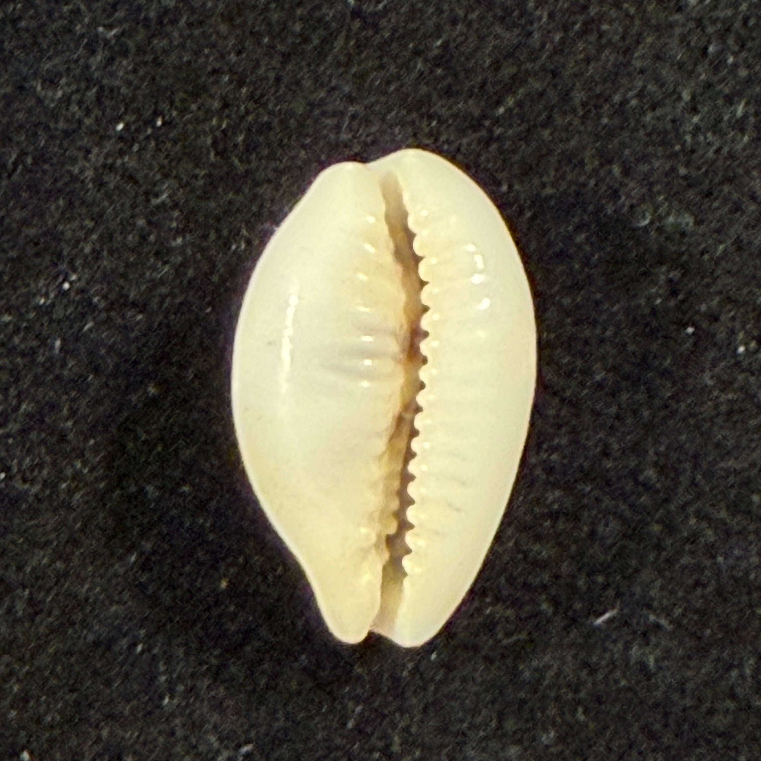 Palmadusta asellus (Linnaeus, 1758) - 15,1mm