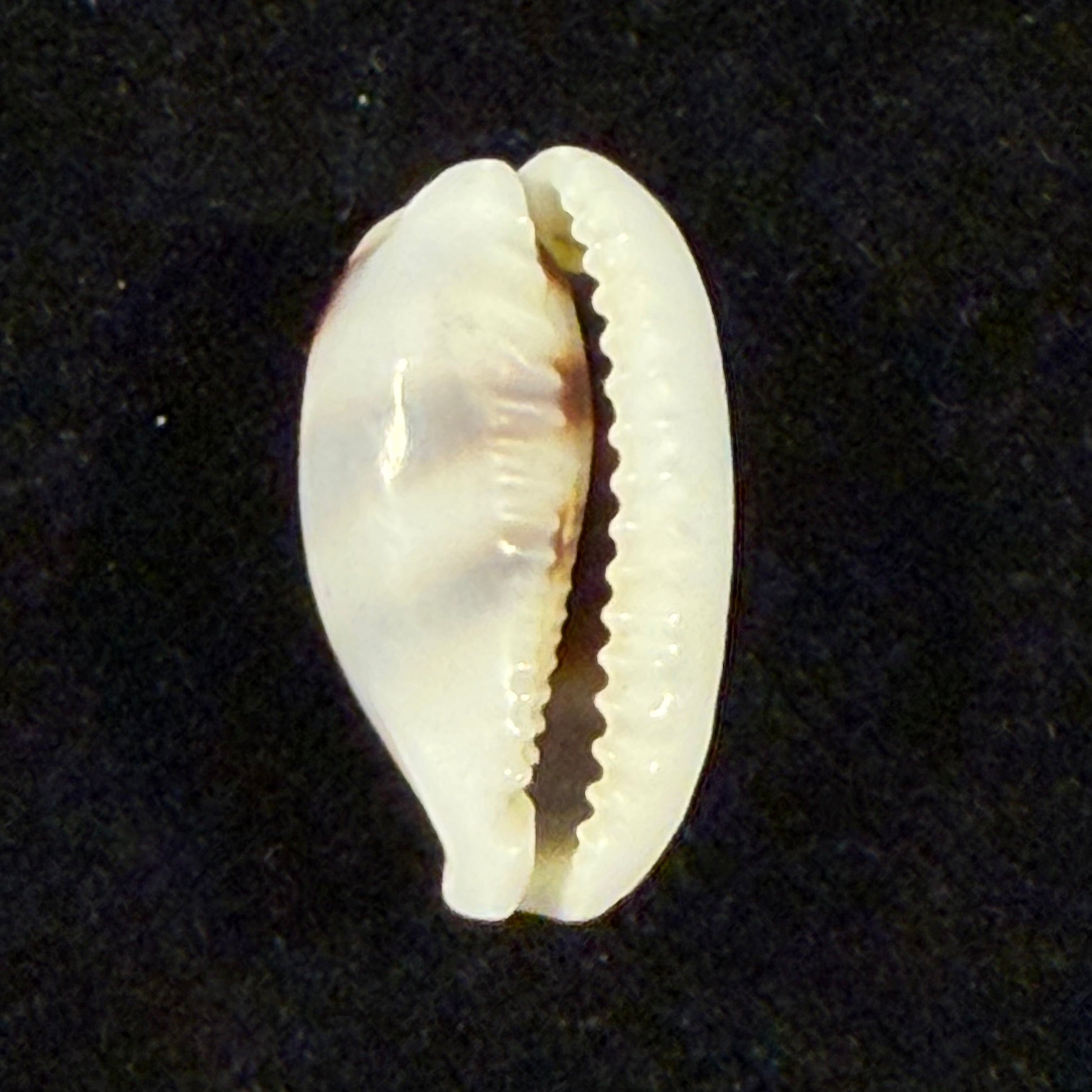 Palmadusta asellus (Linnaeus, 1758) - 19,8mm