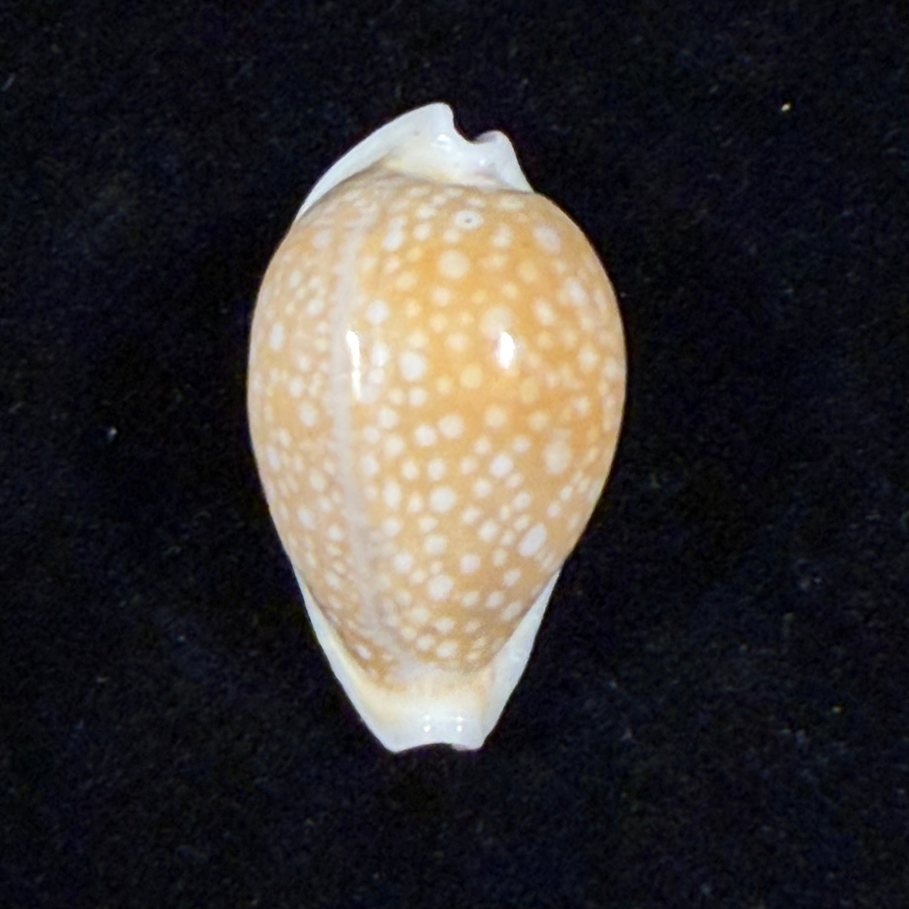 Naria miliaris (Gmelin, 1791) - 24,6mm