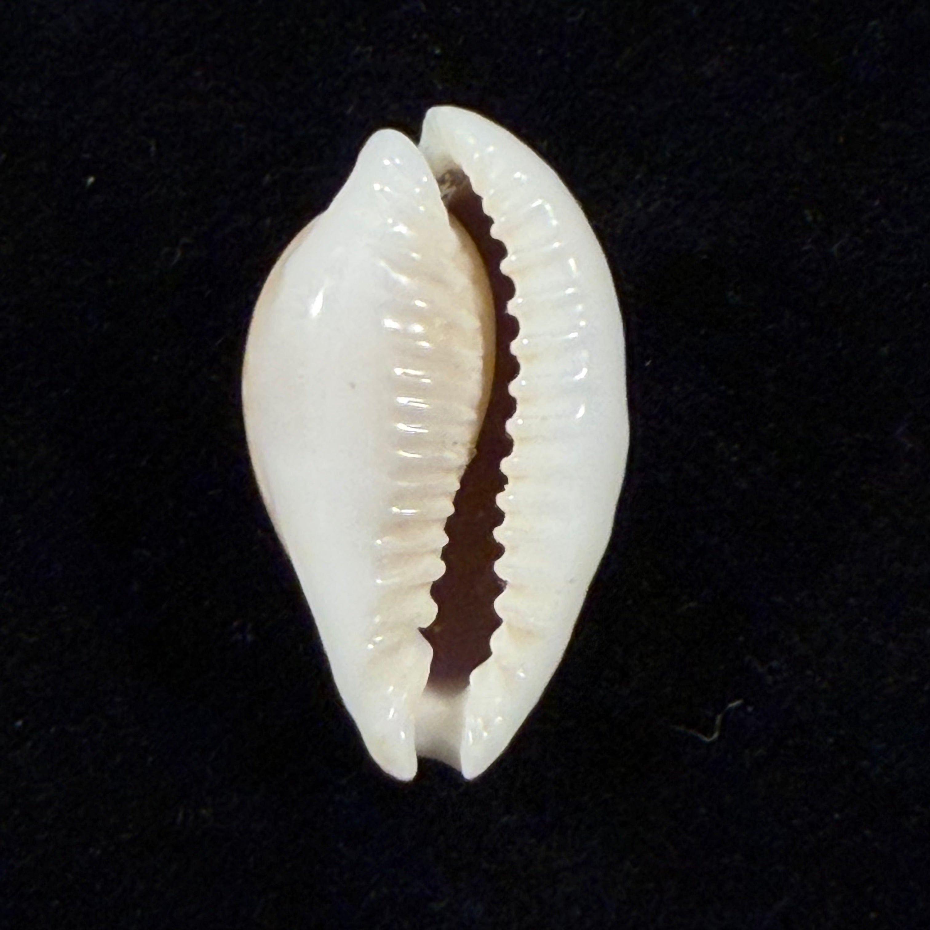 Naria miliaris (Gmelin, 1791) - 24,6mm
