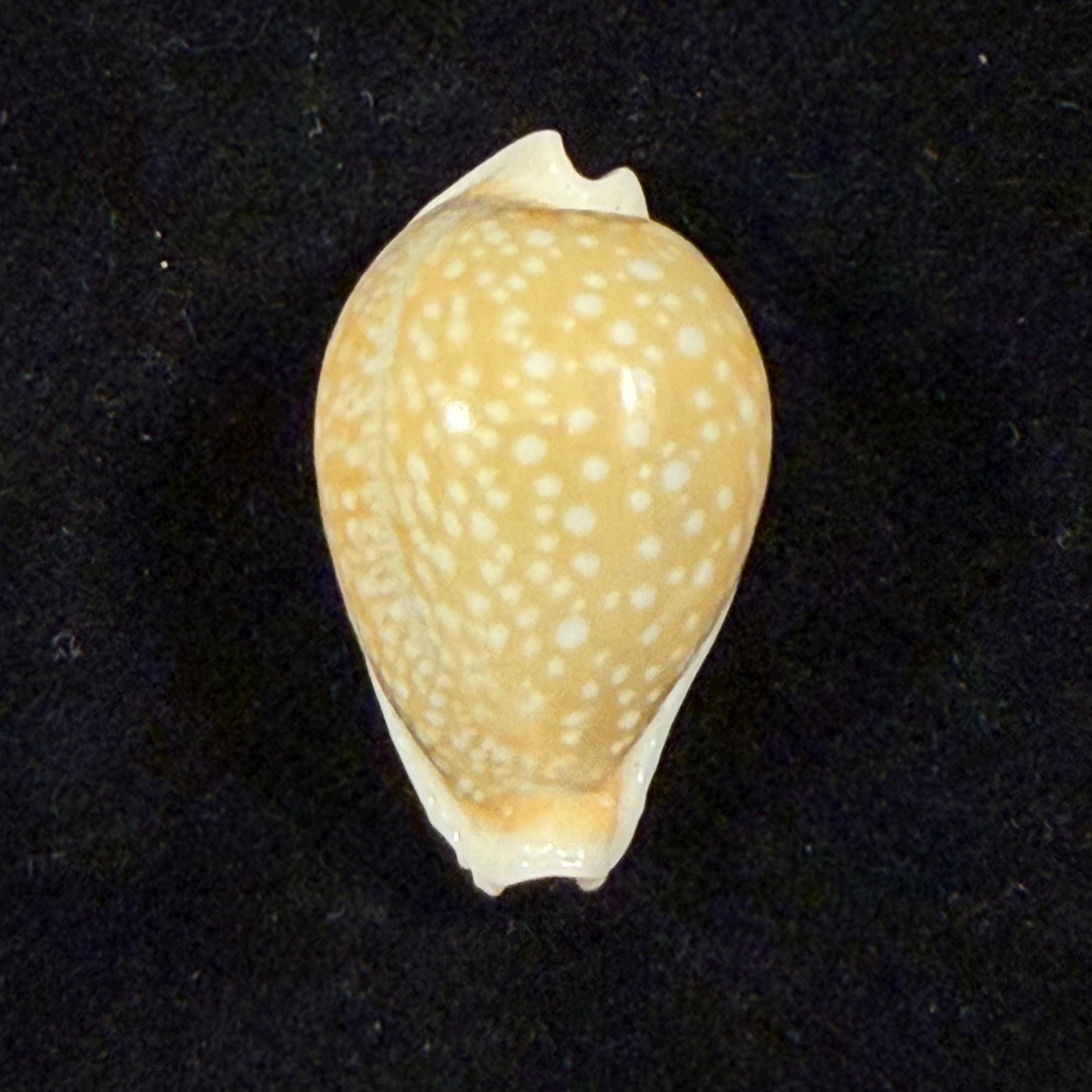 Naria miliaris (Gmelin, 1791) - 25,5mm