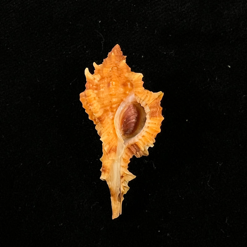 Siratus coltrorum (E. H. Vokes, 1990) - 34,4mm