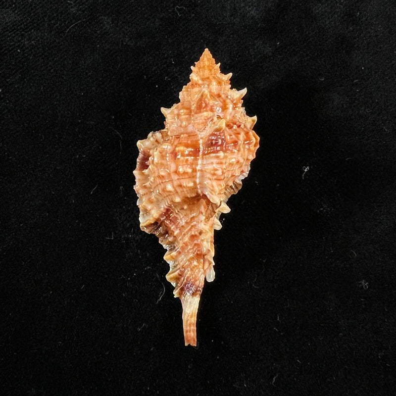 Siratus coltrorum (E. H. Vokes, 1990) - 53,8mm