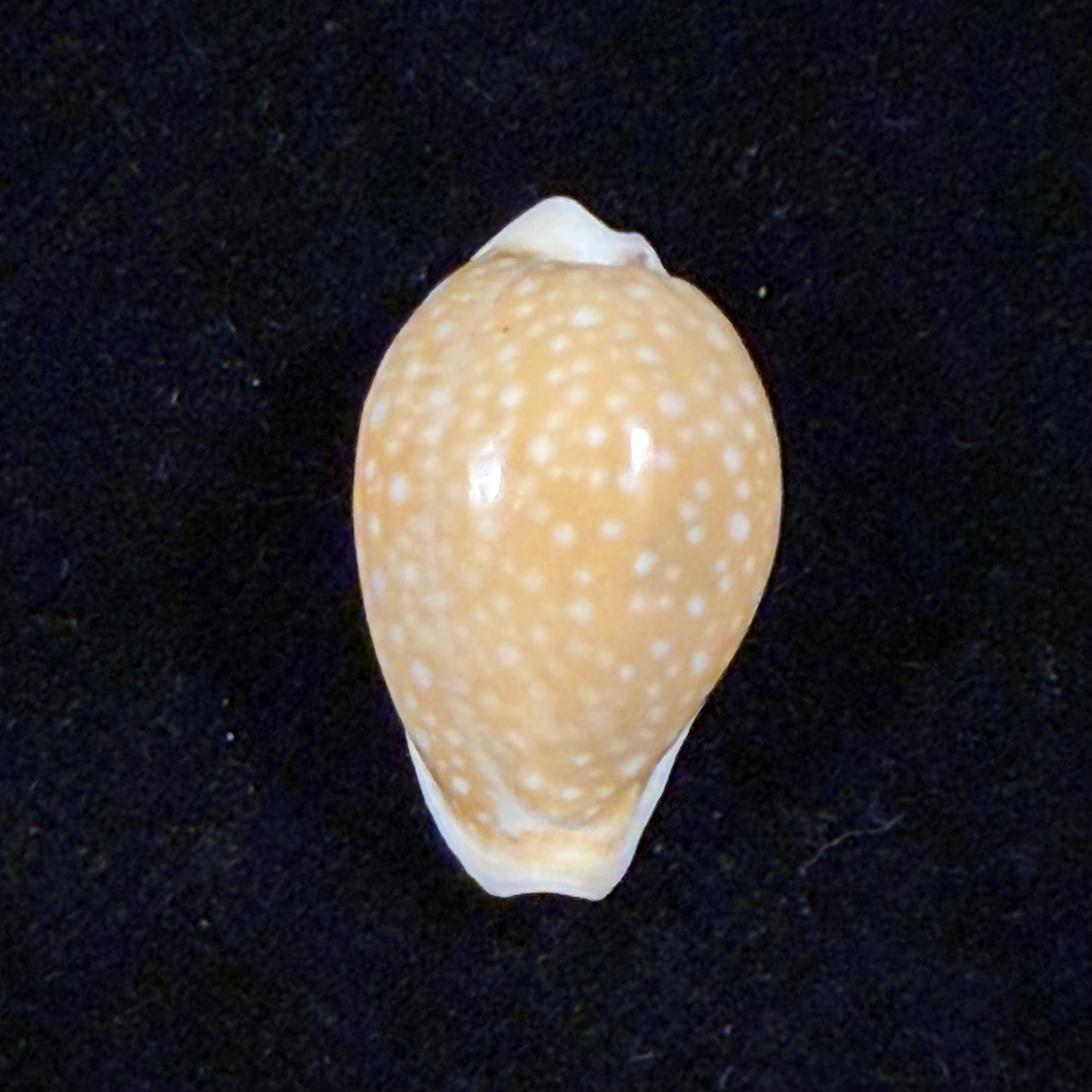 Naria miliaris (Gmelin, 1791) - 22,8mm