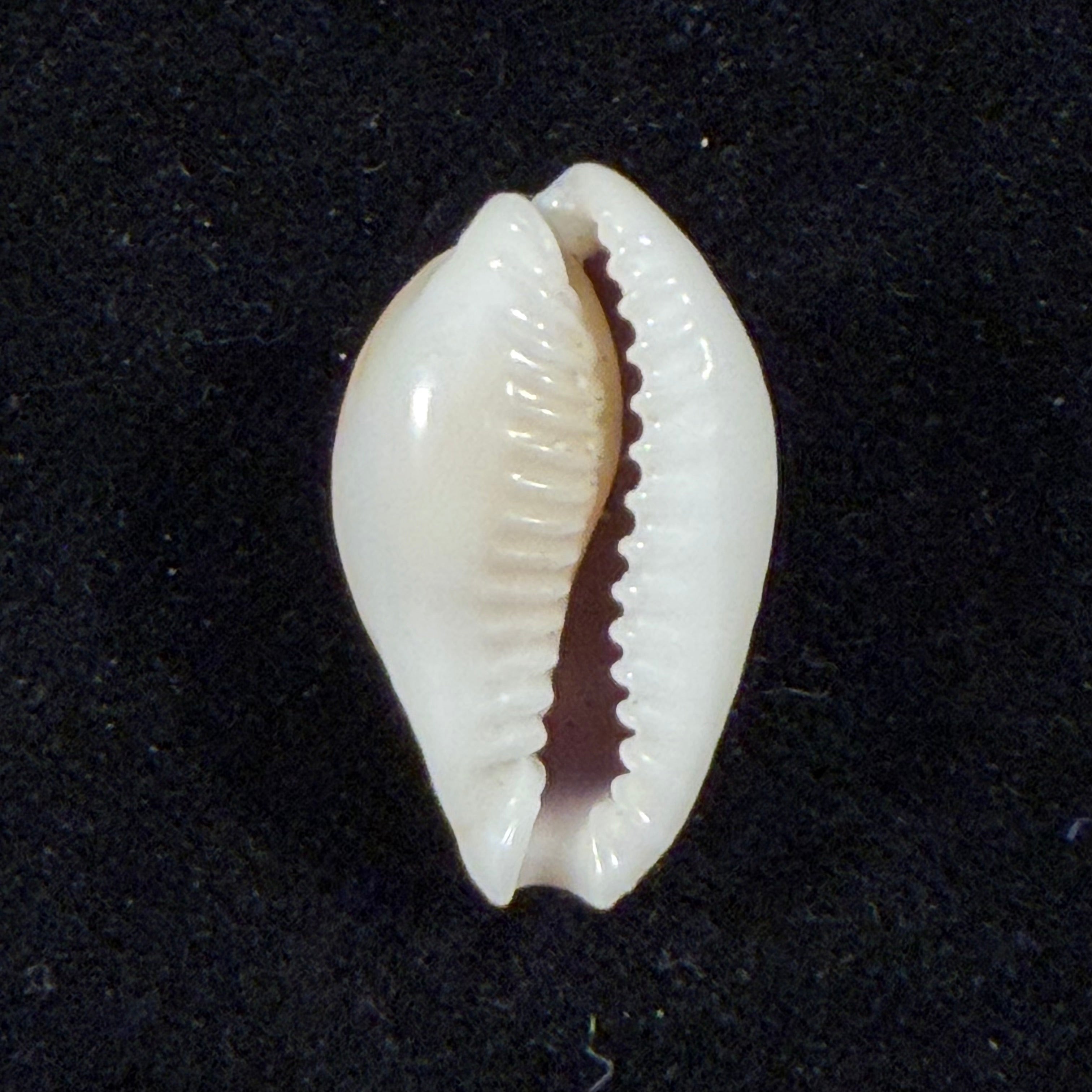 Naria miliaris (Gmelin, 1791) - 22,8mm