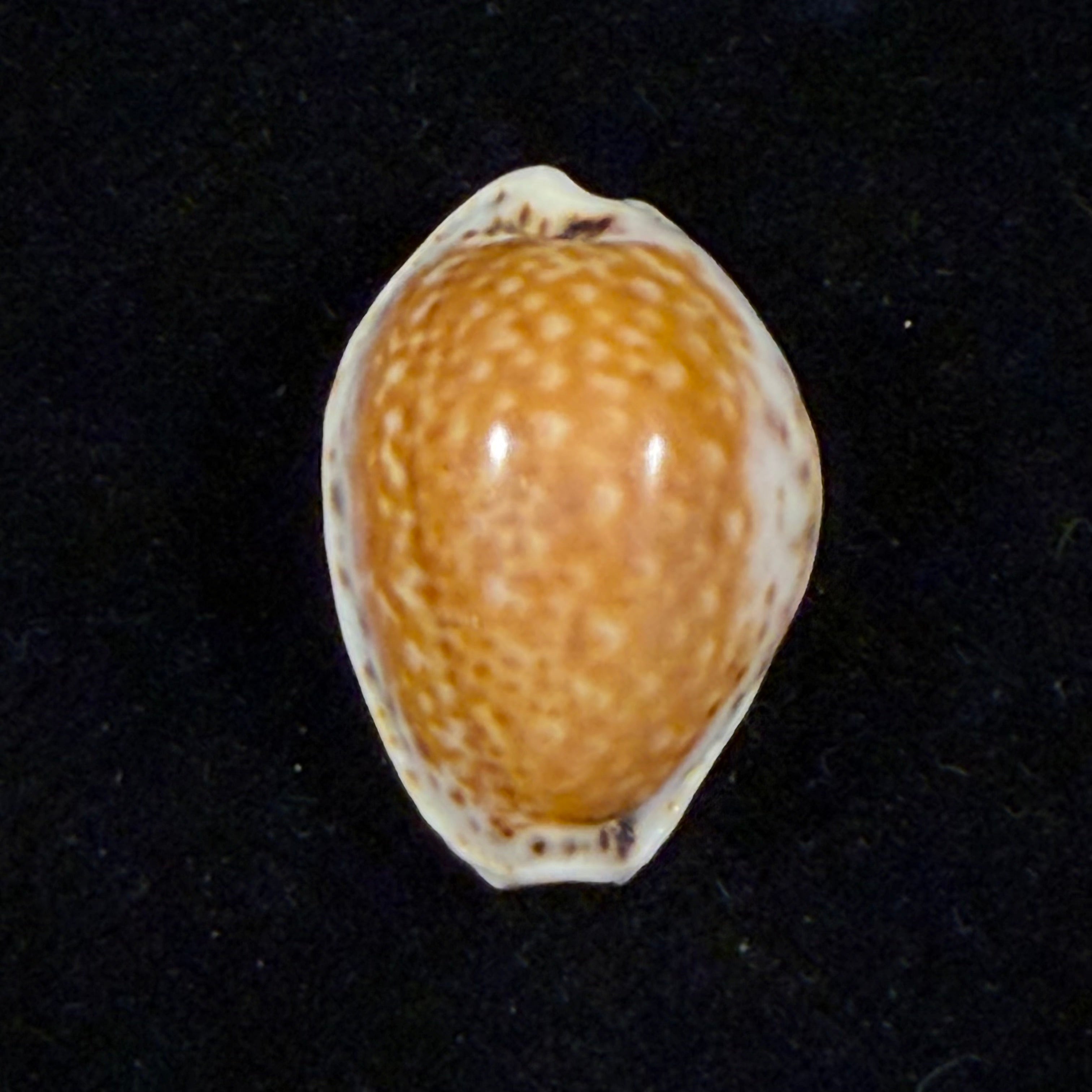 Naria acicularis marcuscoltroi (Petuch & R. F. Myers, 2015) - 21,6mm