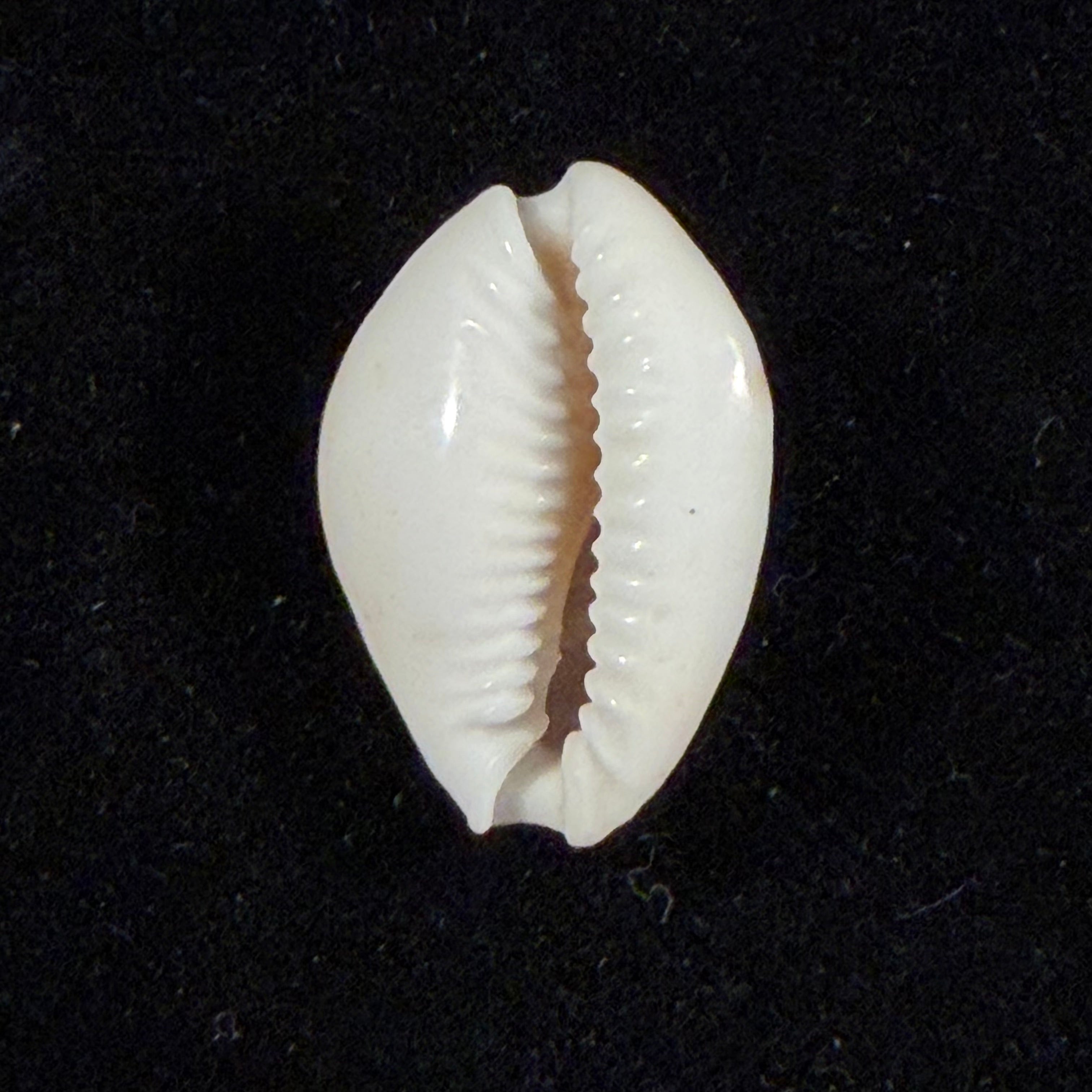 Naria acicularis marcuscoltroi (Petuch & R. F. Myers, 2015) - 21,6mm