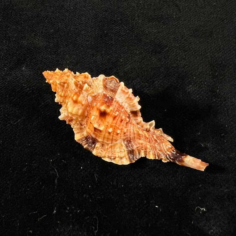 Siratus coltrorum (E. H. Vokes, 1990) - 52,1mm