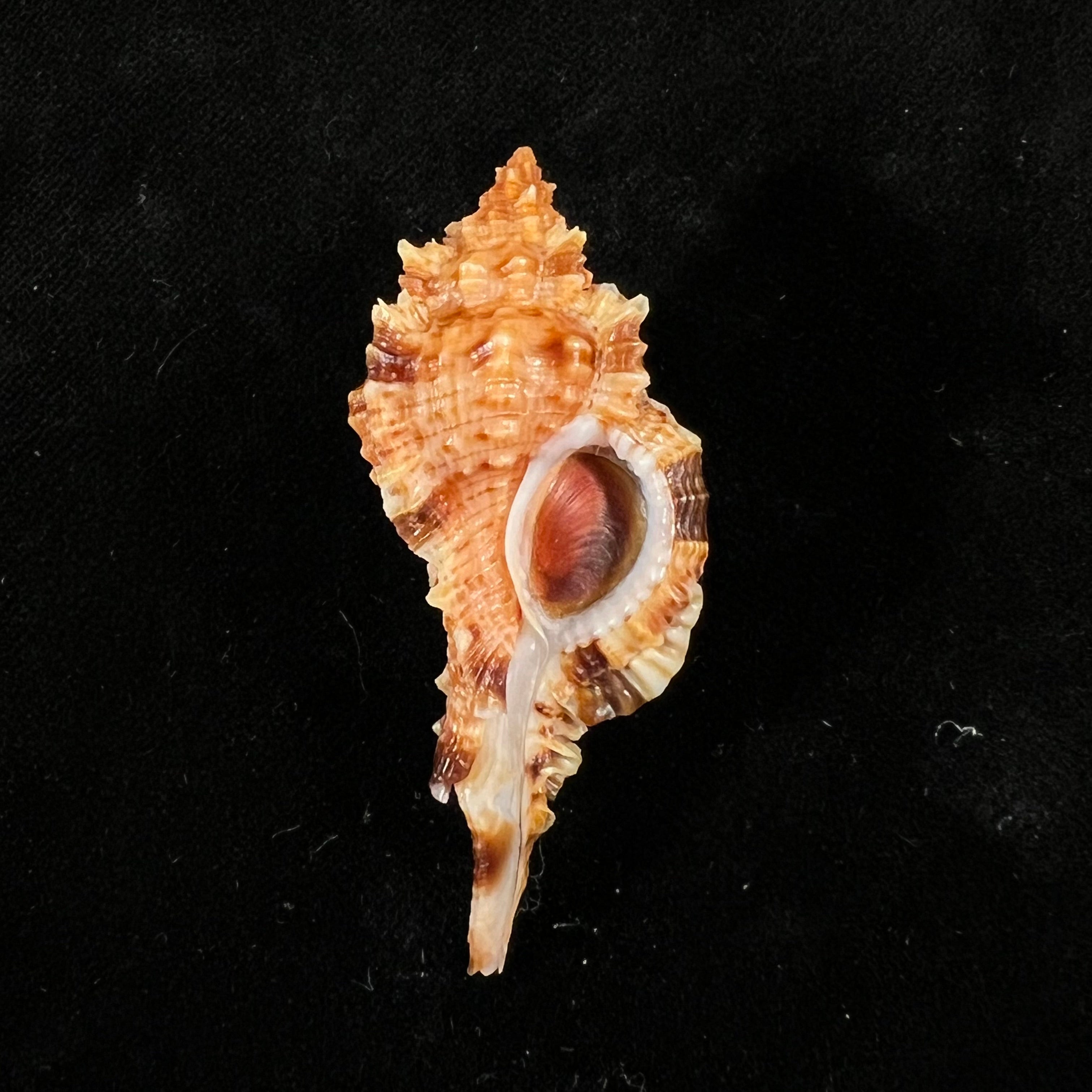 Siratus coltrorum (E. H. Vokes, 1990) - 52,1mm