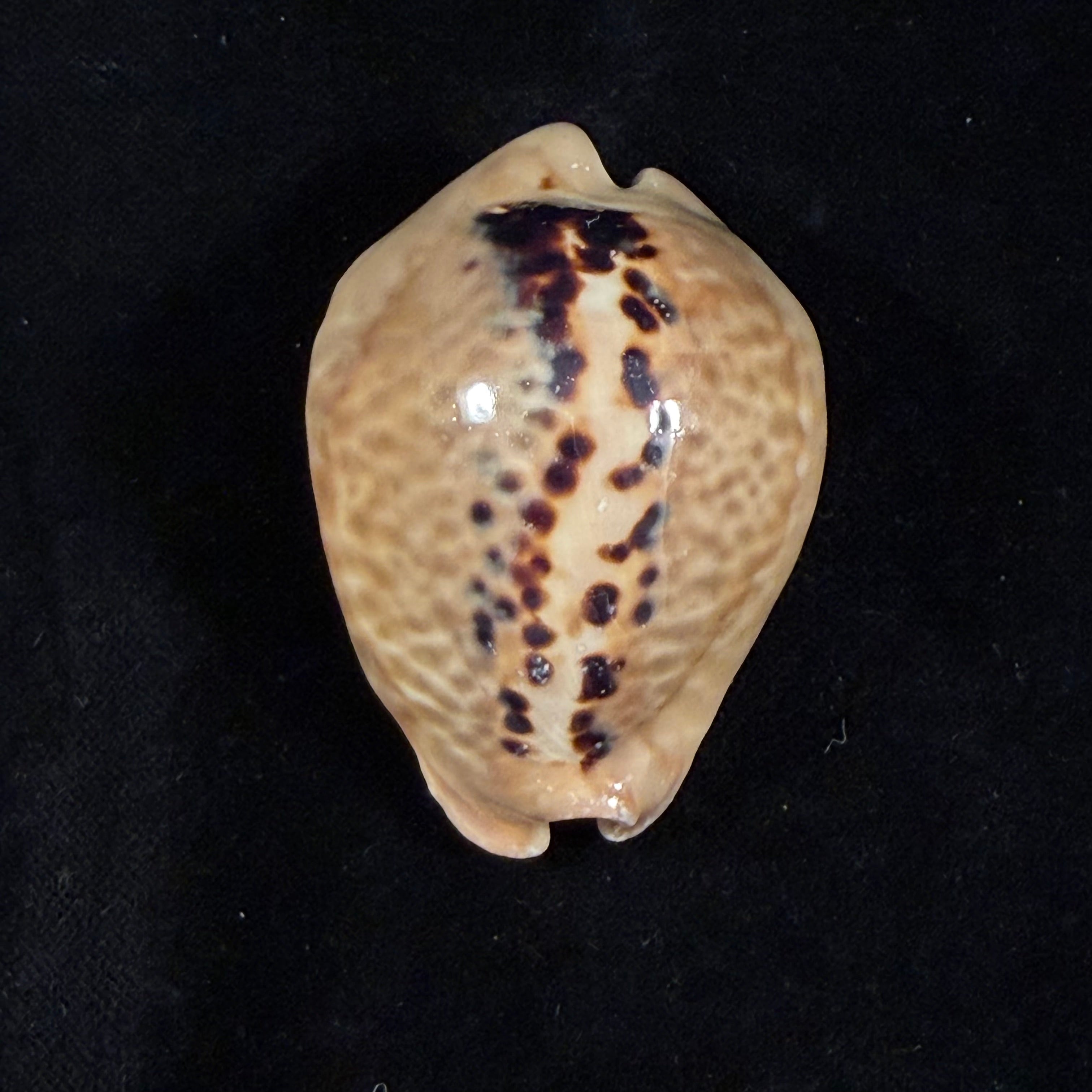 Muracypraea mus (Linnaeus, 1758) - 56,6mm
