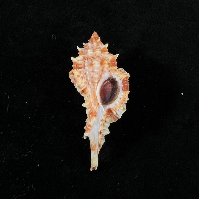 Siratus coltrorum (E. H. Vokes, 1990) - 49,1mm