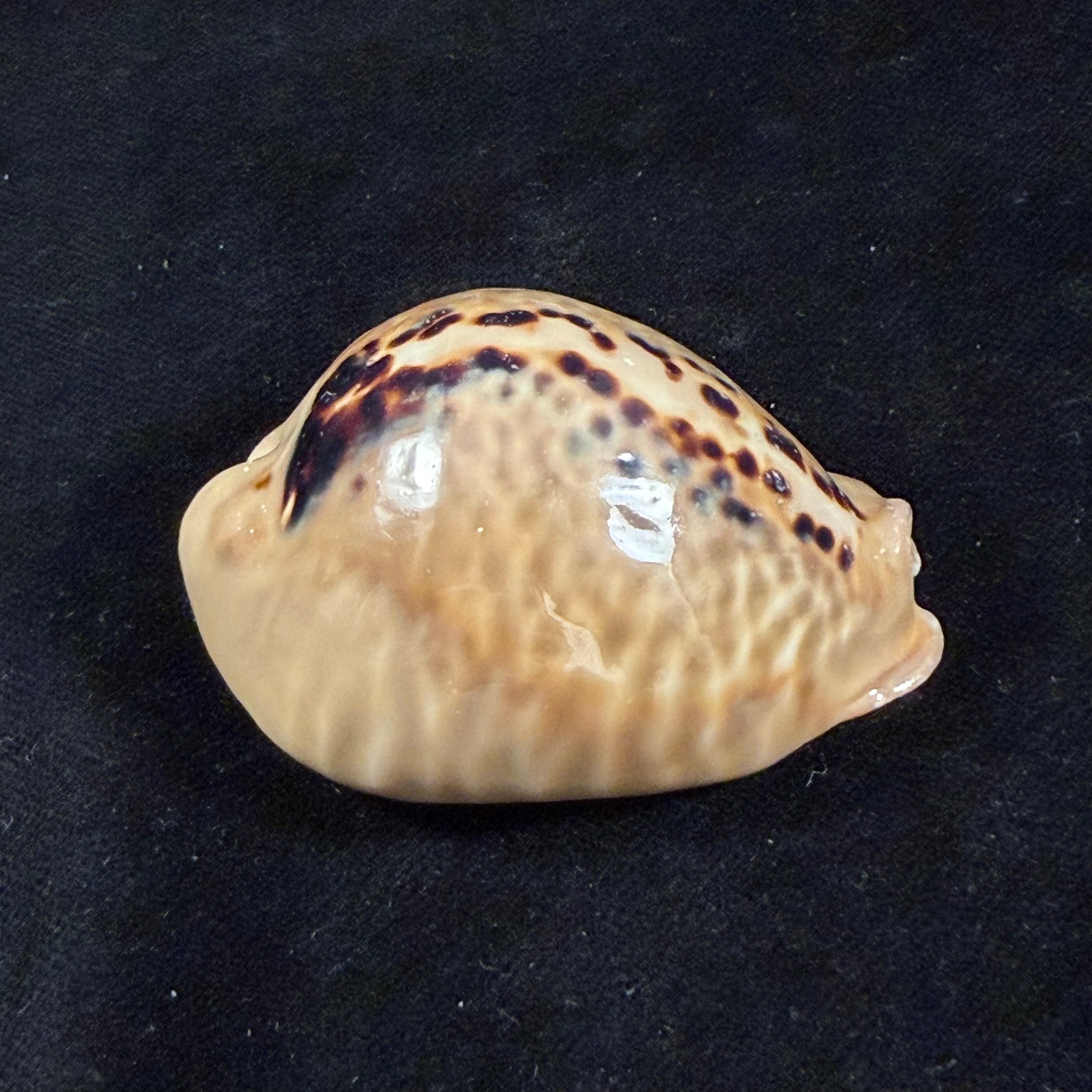 Muracypraea mus (Linnaeus, 1758) - 56,6mm