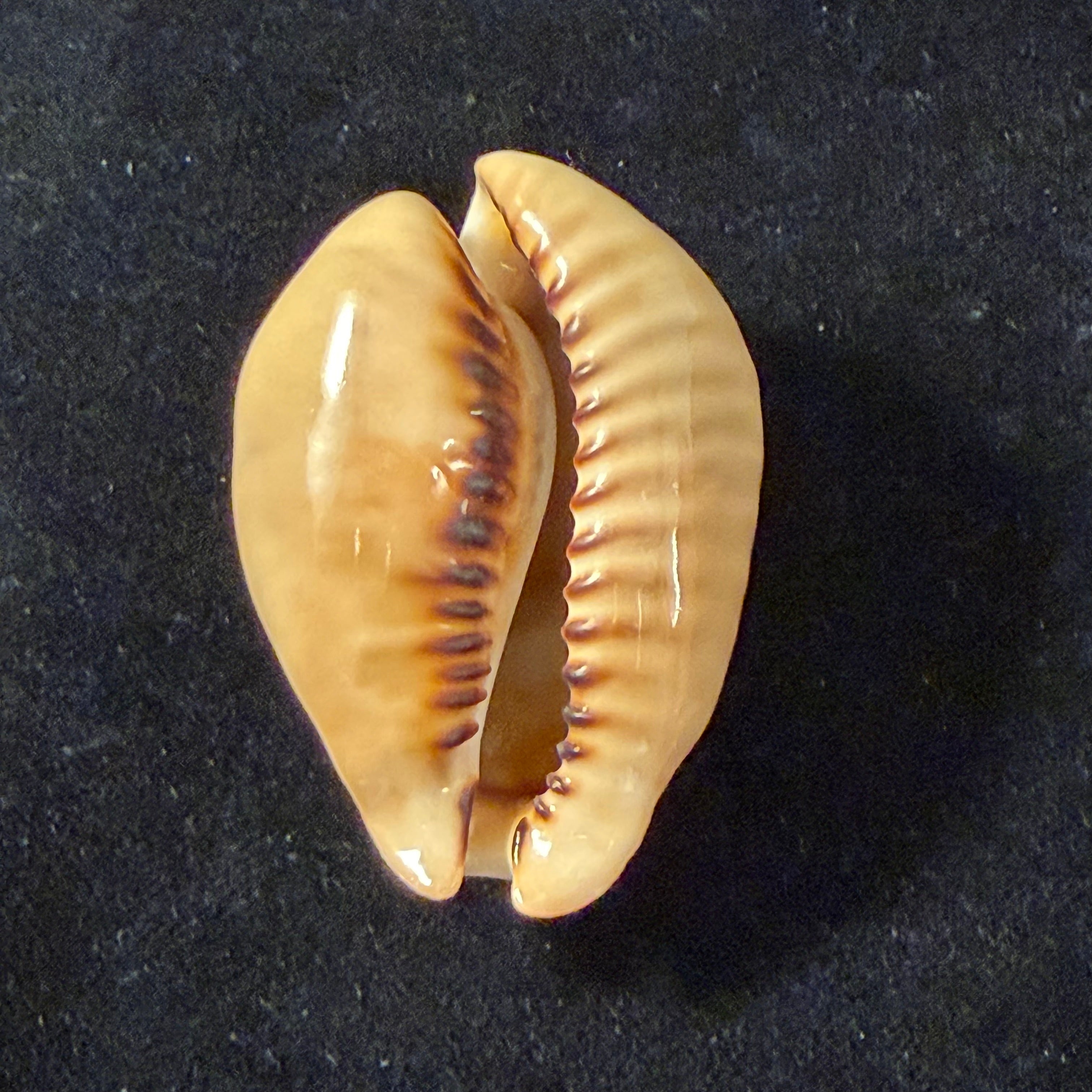 Muracypraea mus (Linnaeus, 1758) - 56,6mm