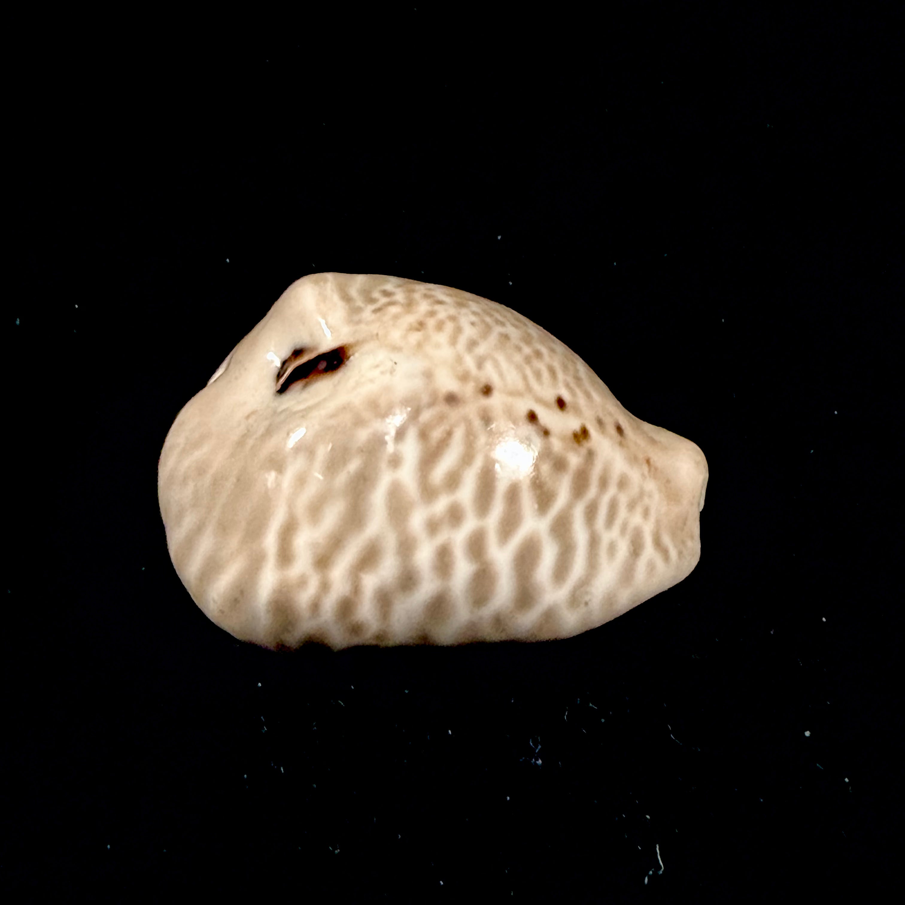Muracypraea mus bicornis (G. B. Sowerby II, 1870) - 41,3mm