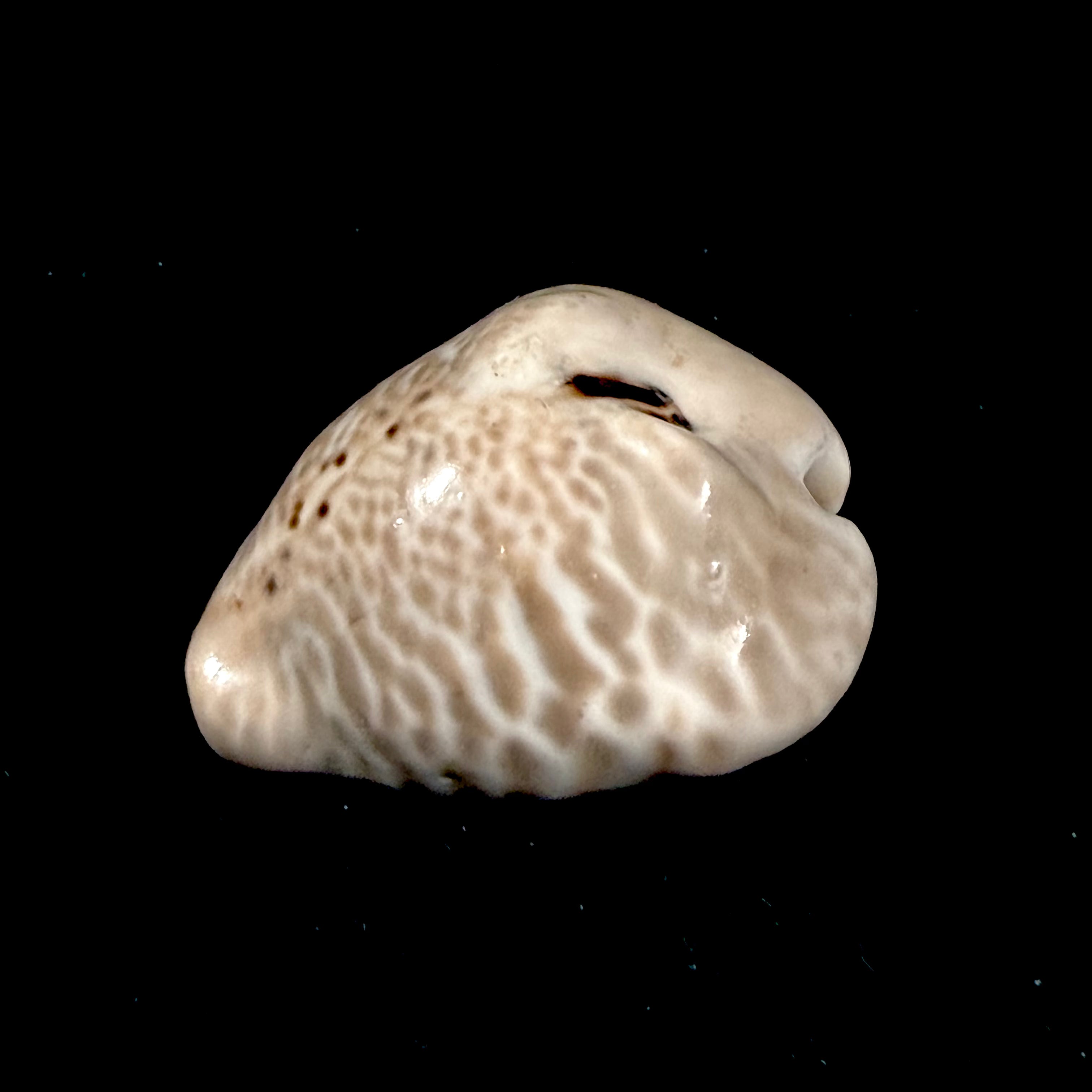 Muracypraea mus bicornis (G. B. Sowerby II, 1870) - 41,3mm