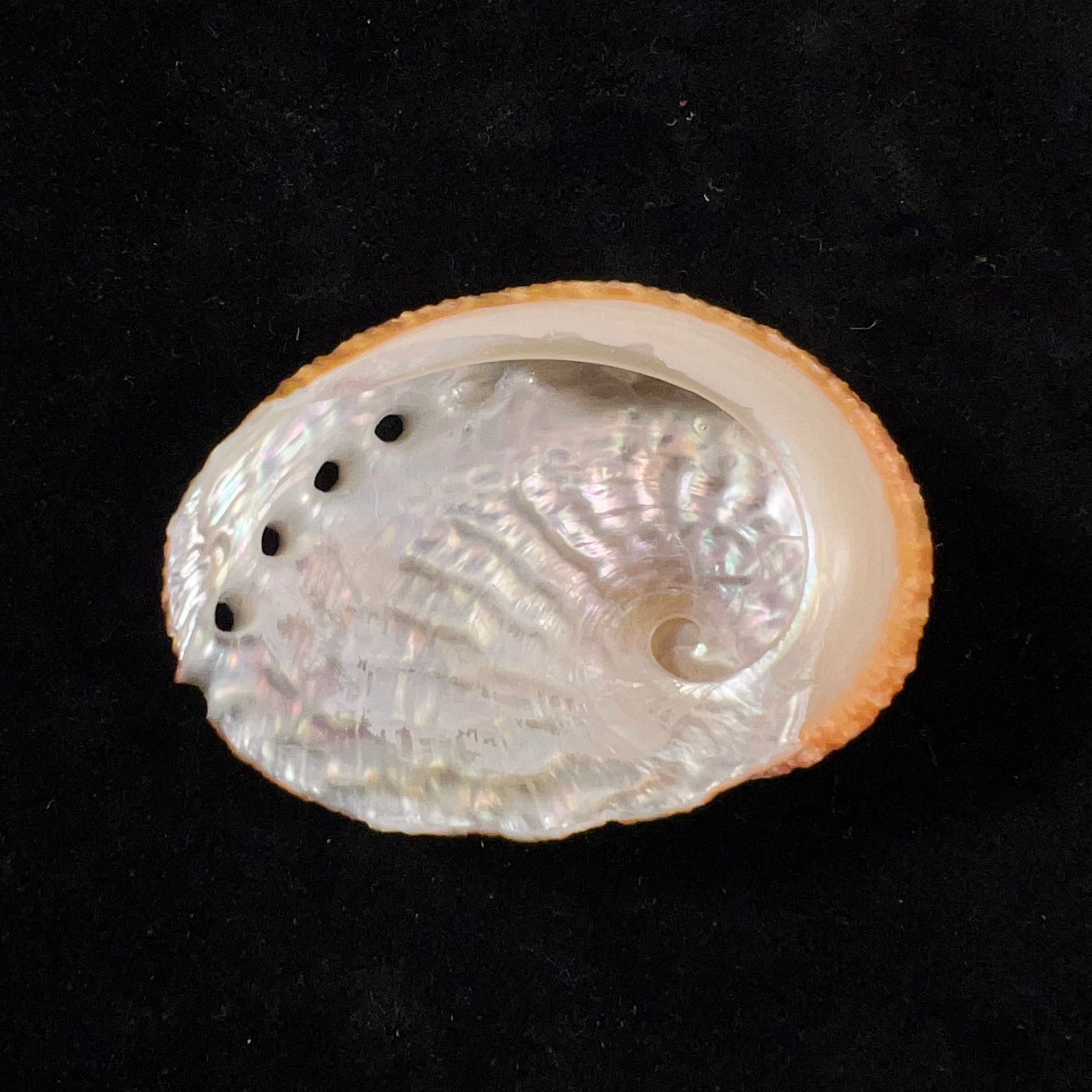 鲍鱼 Gmelin, 1791 - 55,2mm