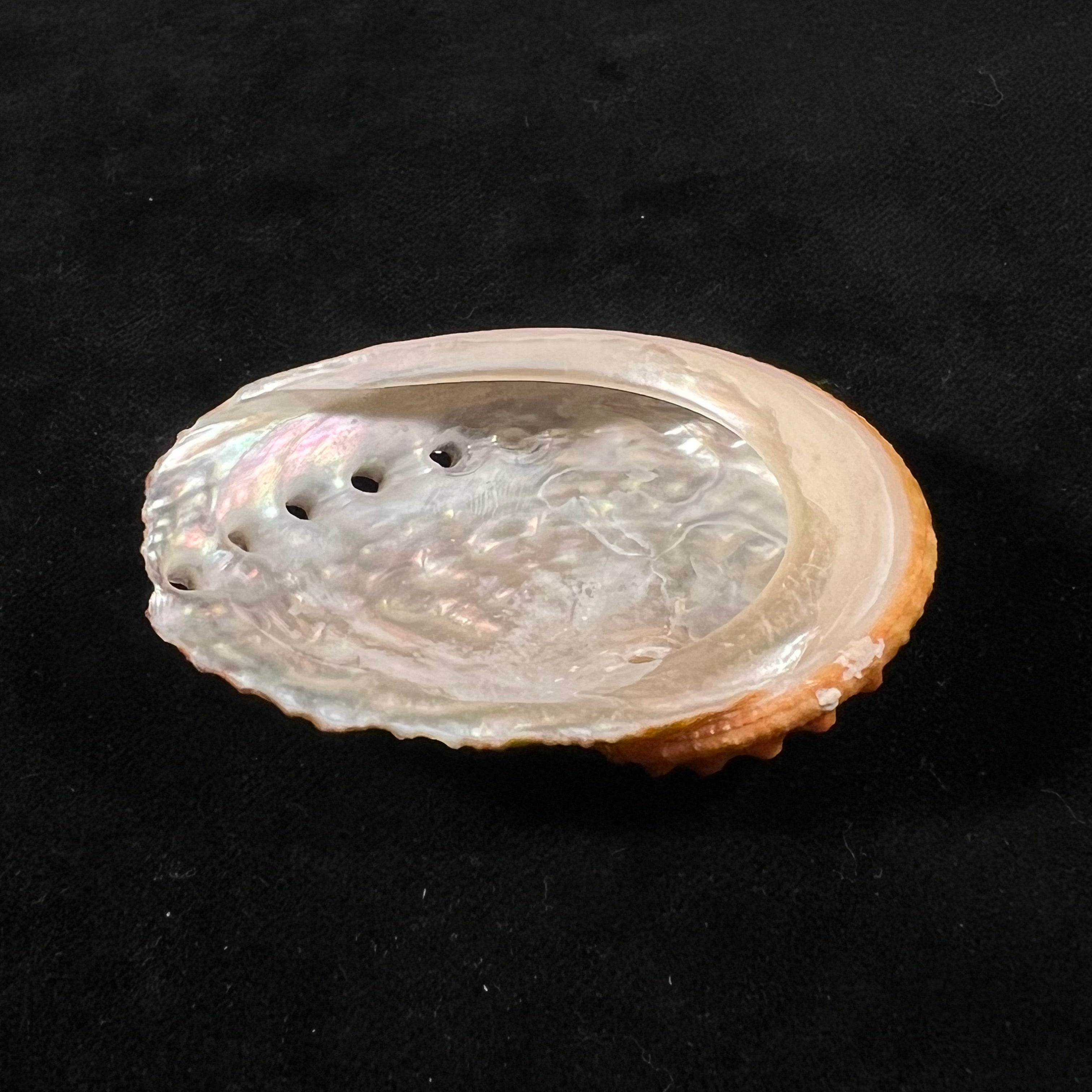 鲍鱼 Gmelin, 1791 - 58,9mm