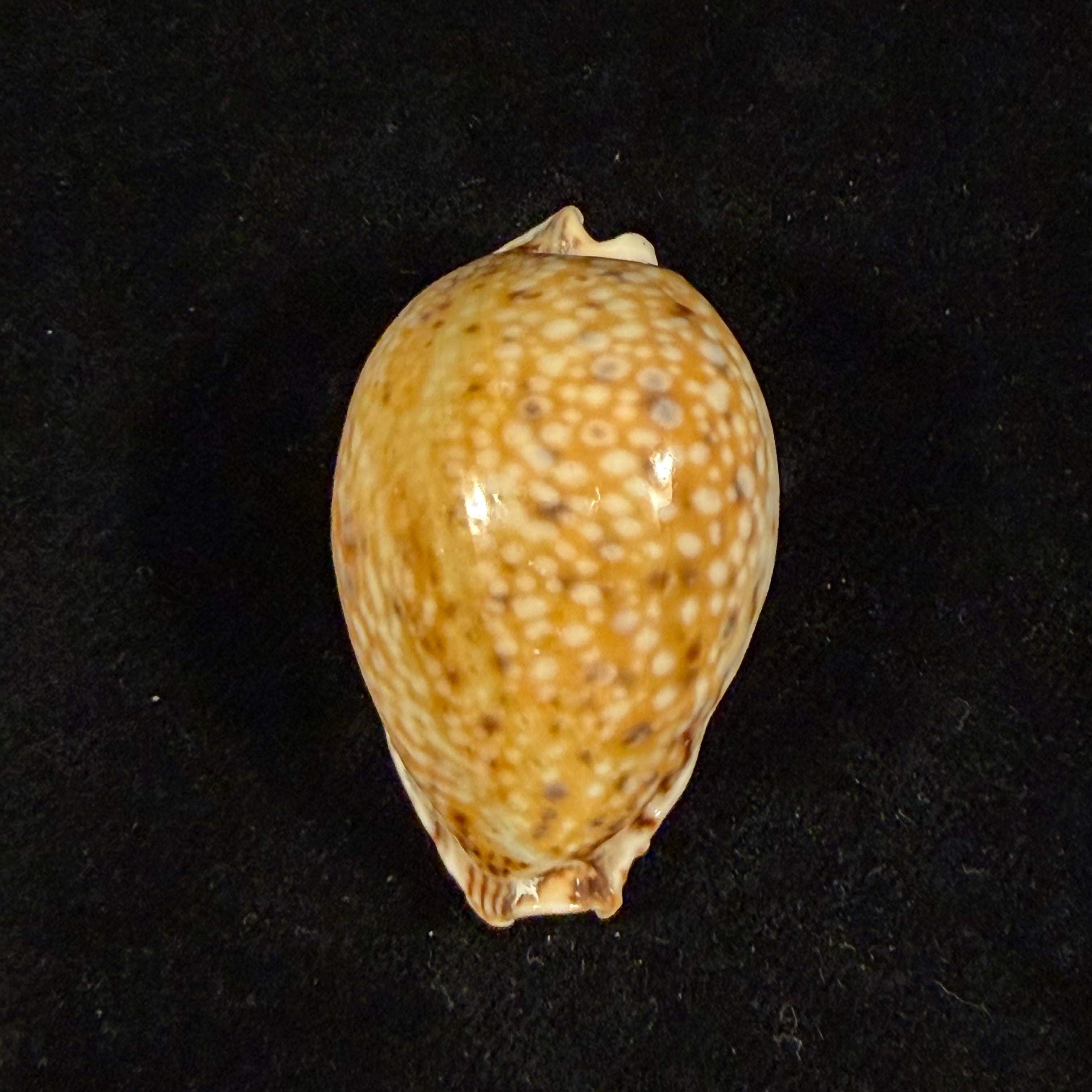 Naria lamarckii (J. E. Gray, 1825) - 44mm