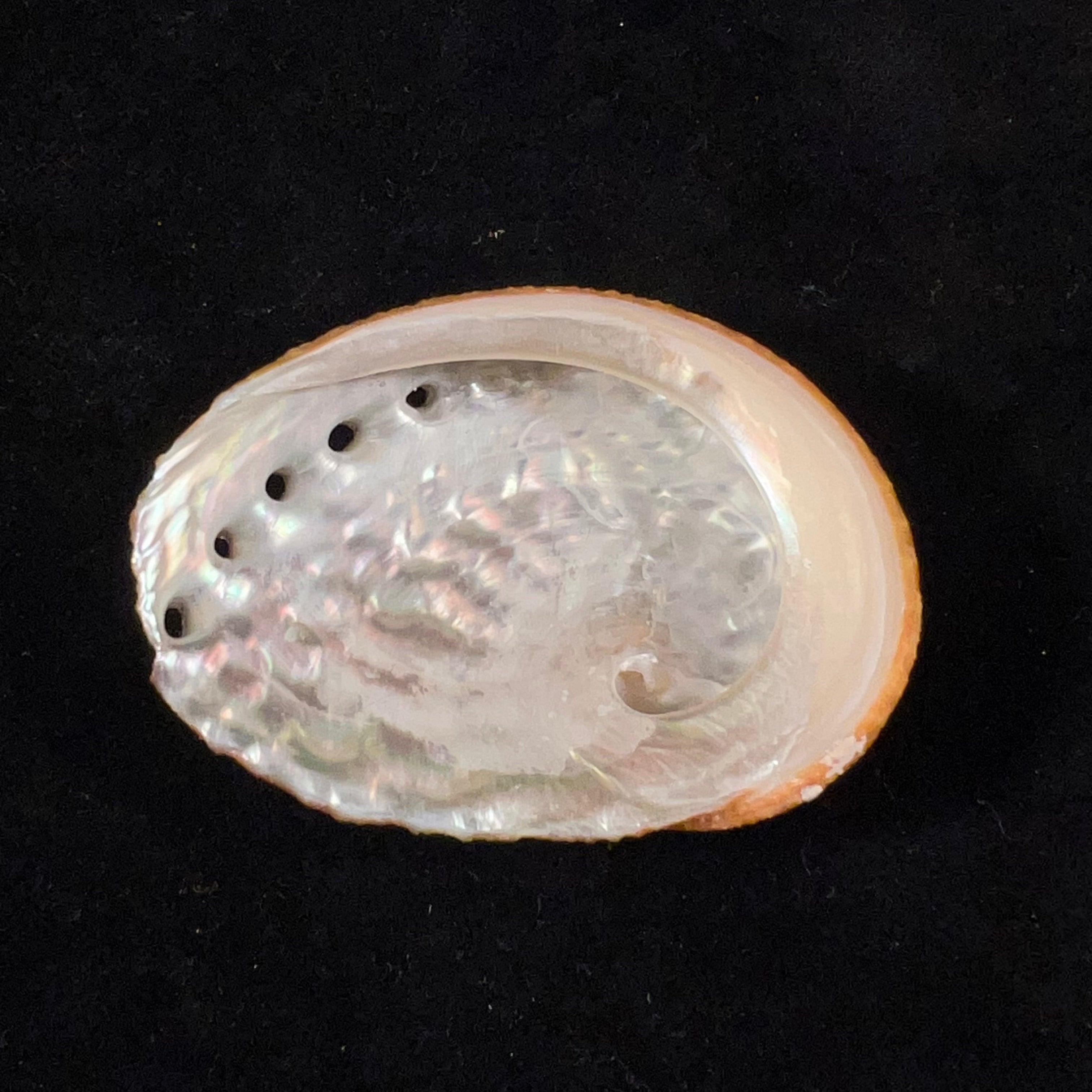 鲍鱼 Gmelin, 1791 - 58,9mm