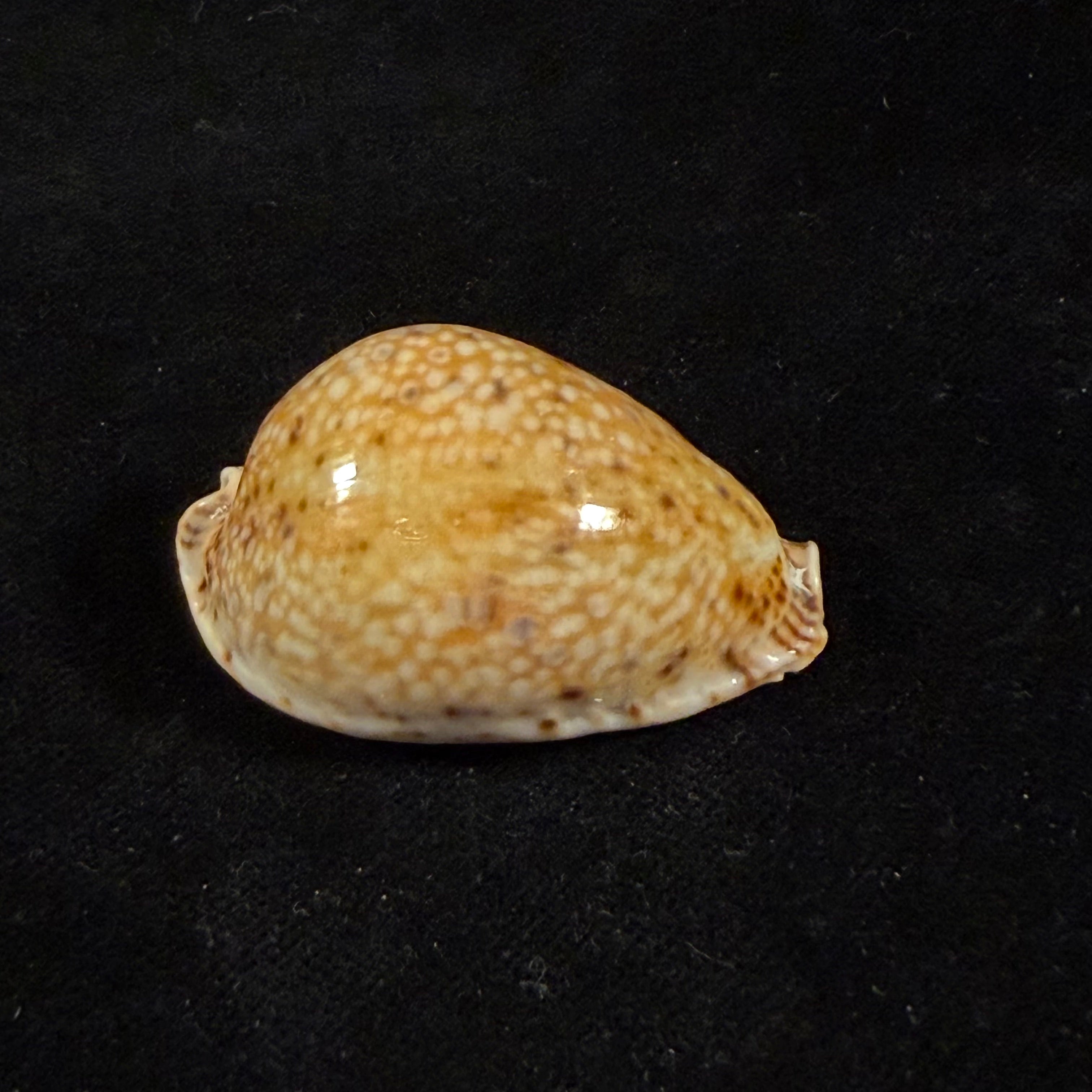 Naria lamarckii (J. E. Gray, 1825) - 44mm