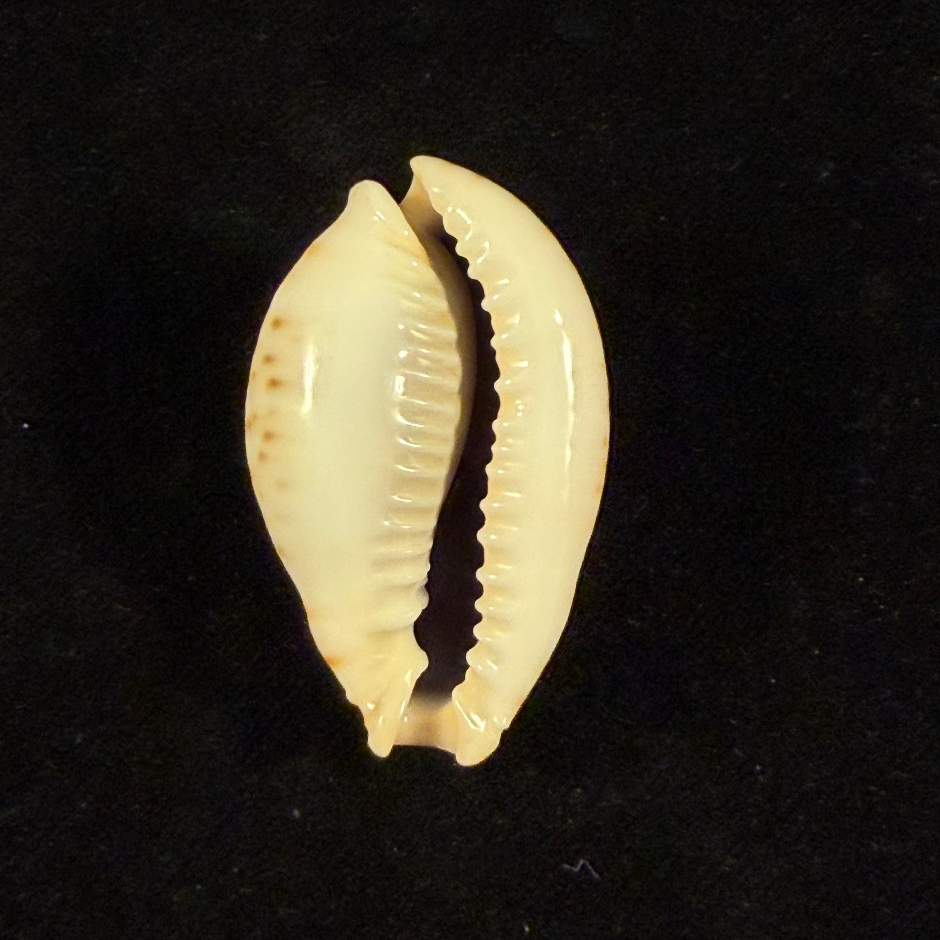 Naria lamarckii (J. E. Gray, 1825) - 44mm