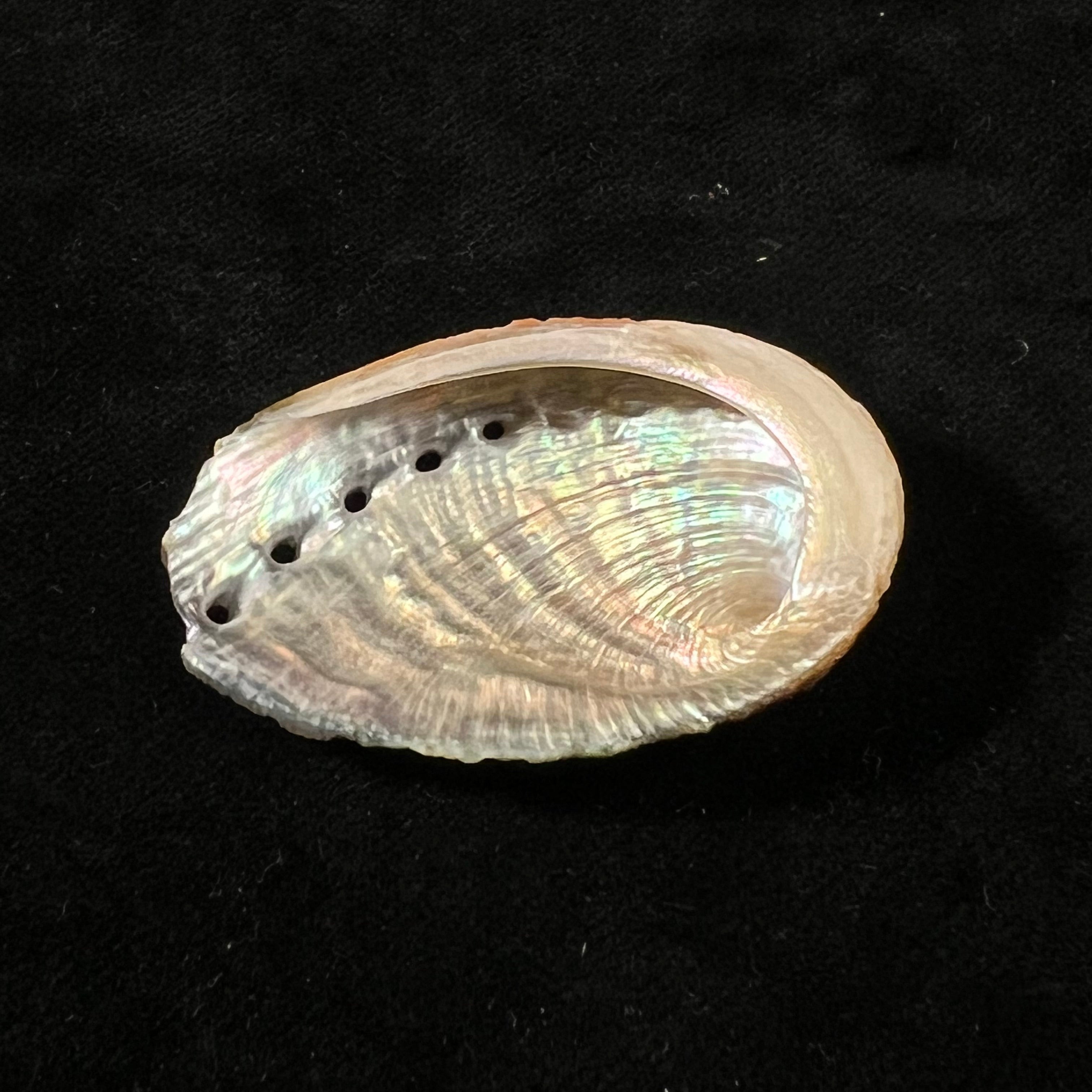 鲍鱼 GB SowerbyII, 1882 - 41,8mm