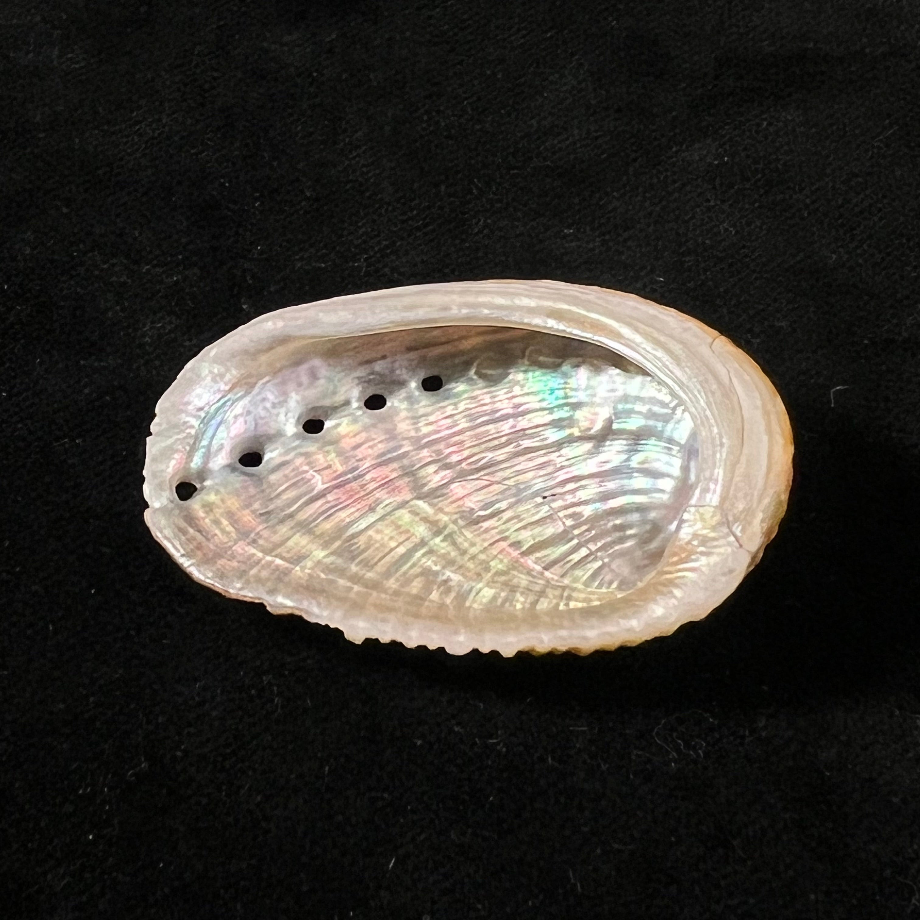 鲍鱼 GB SowerbyII, 1882 - 43,1mm