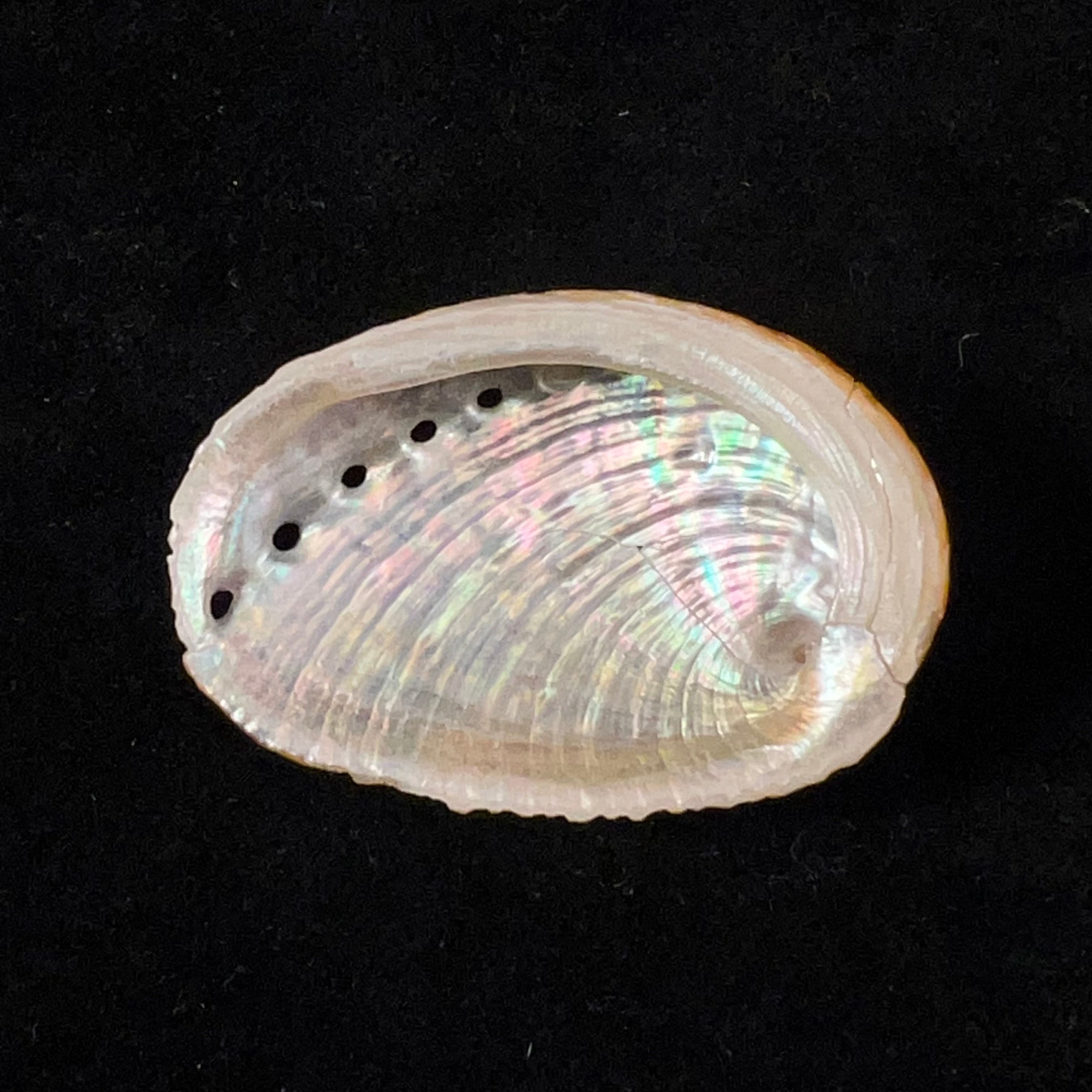 鲍鱼 GB SowerbyII, 1882 - 43,1mm