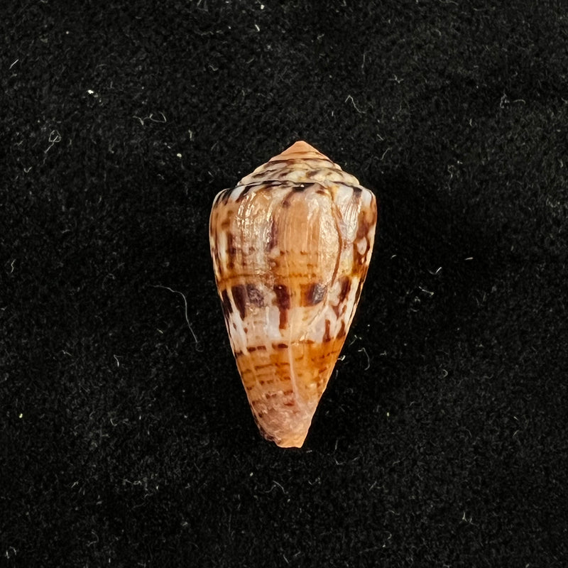 Conus brasiliensis Clench, 1942 - 20,9mm