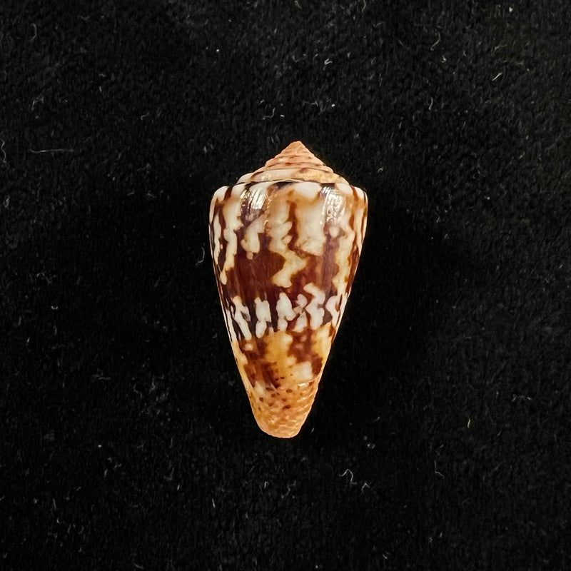 Conus brasiliensis Clench, 1942 - 21,8mm