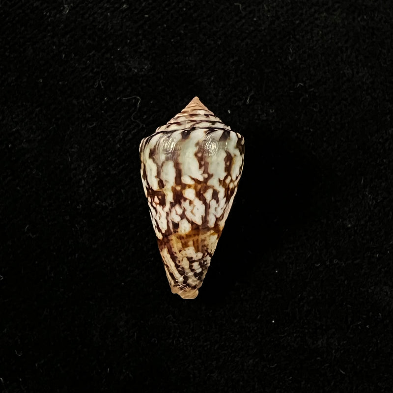 Conus brasiliensis Clench, 1942 - 24mm