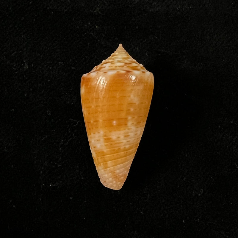 Conasprella ericmonnieri (Petuch & R. F. Myers, 2014) - 30,2mm