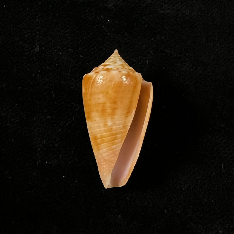 Conasprella ericmonnieri (Petuch & R. F. Myers, 2014) - 30,2mm