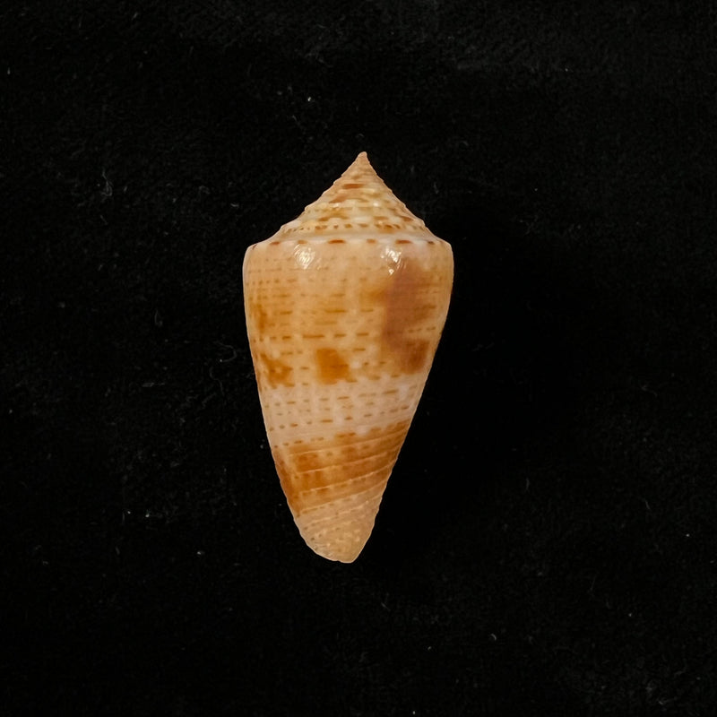 Conasprella ericmonnieri (Petuch & R. F. Myers, 2014) - 31,9mm