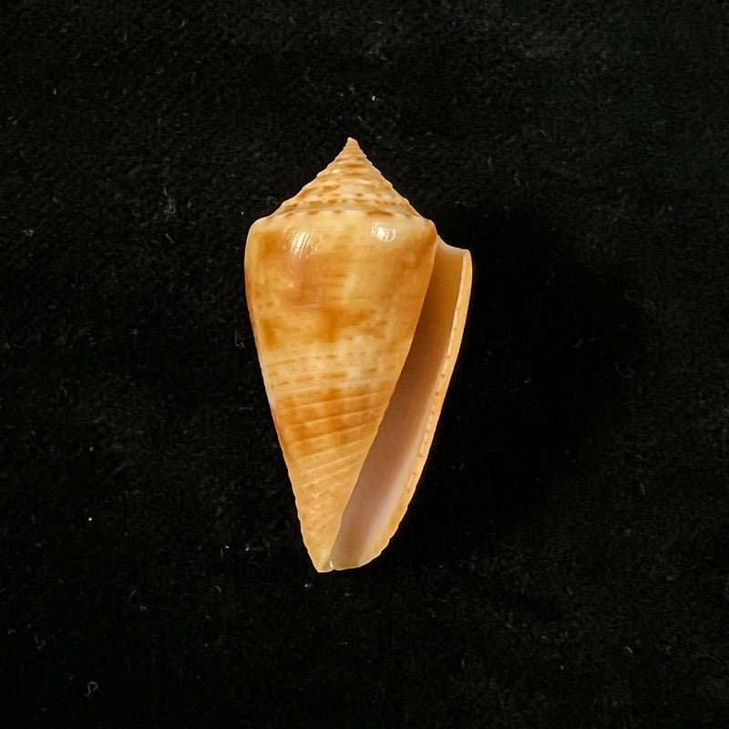 Conasprella ericmonnieri (Petuch & R. F. Myers, 2014) - 31,9mm