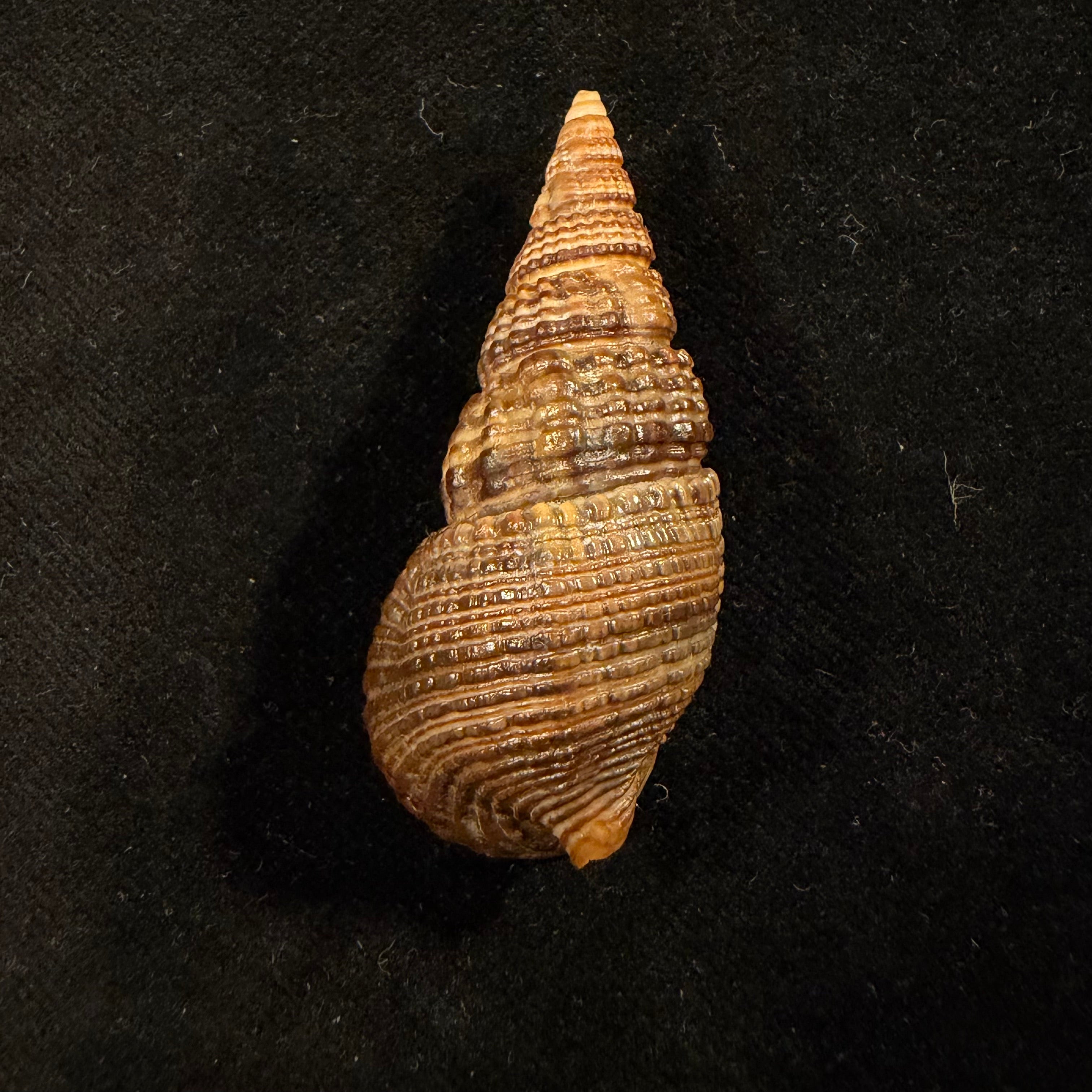 Terebralia sulcata (Born, 1778) - 50mm
