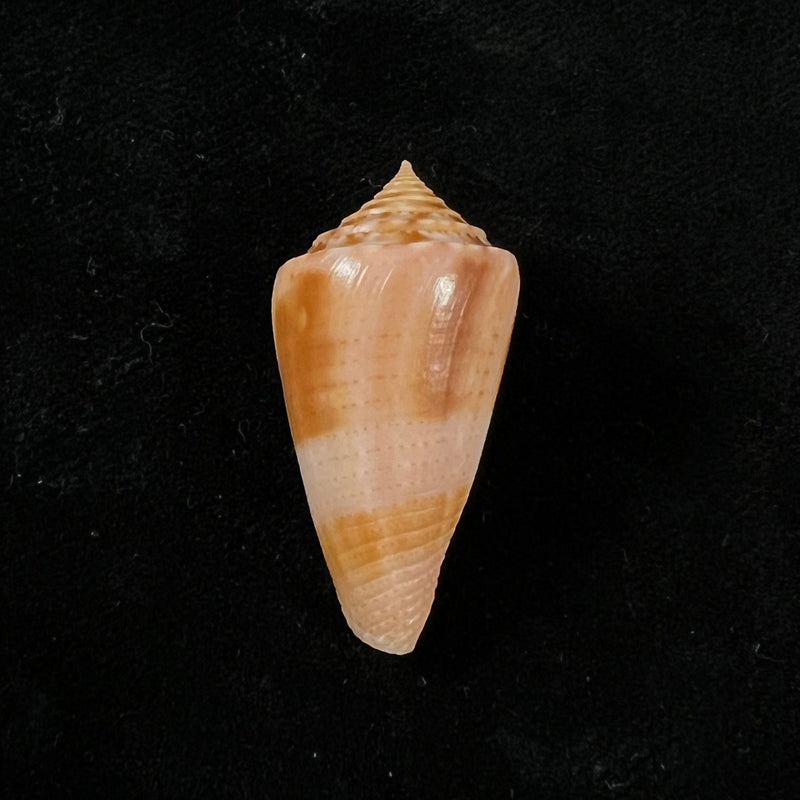 Conasprella ericmonnieri (Petuch & R. F. Myers, 2014) - 32,5mm
