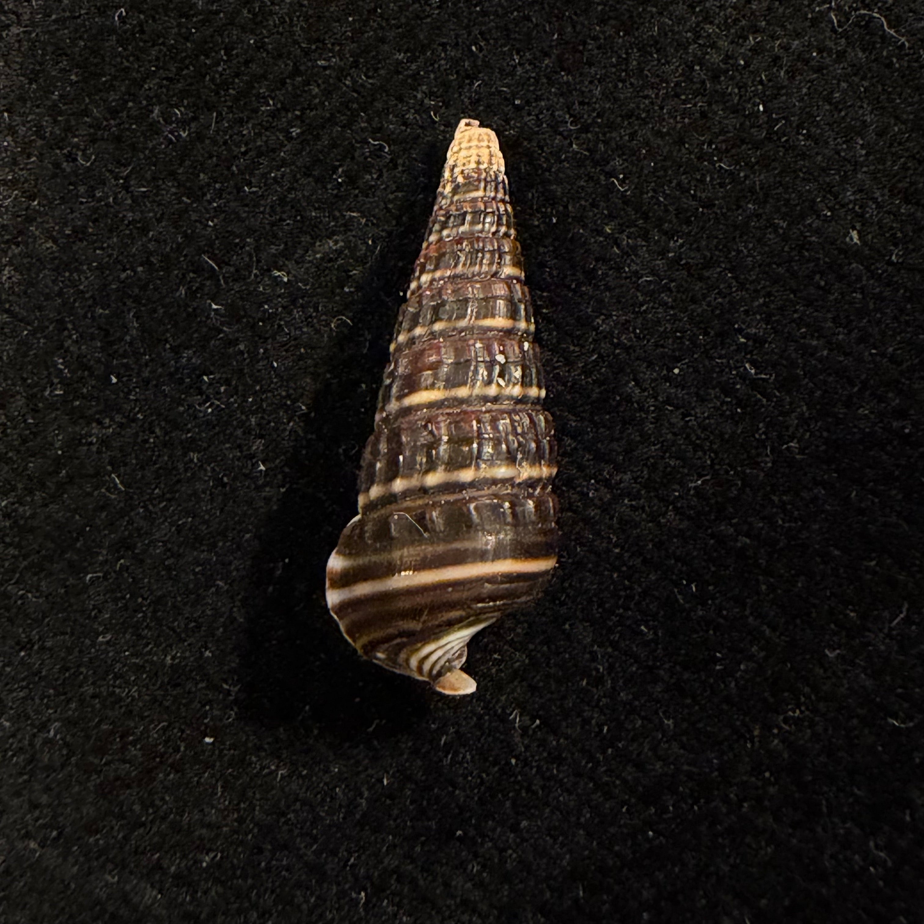Pirenella cingulata (Gmelin, 1791) - 22,4mm