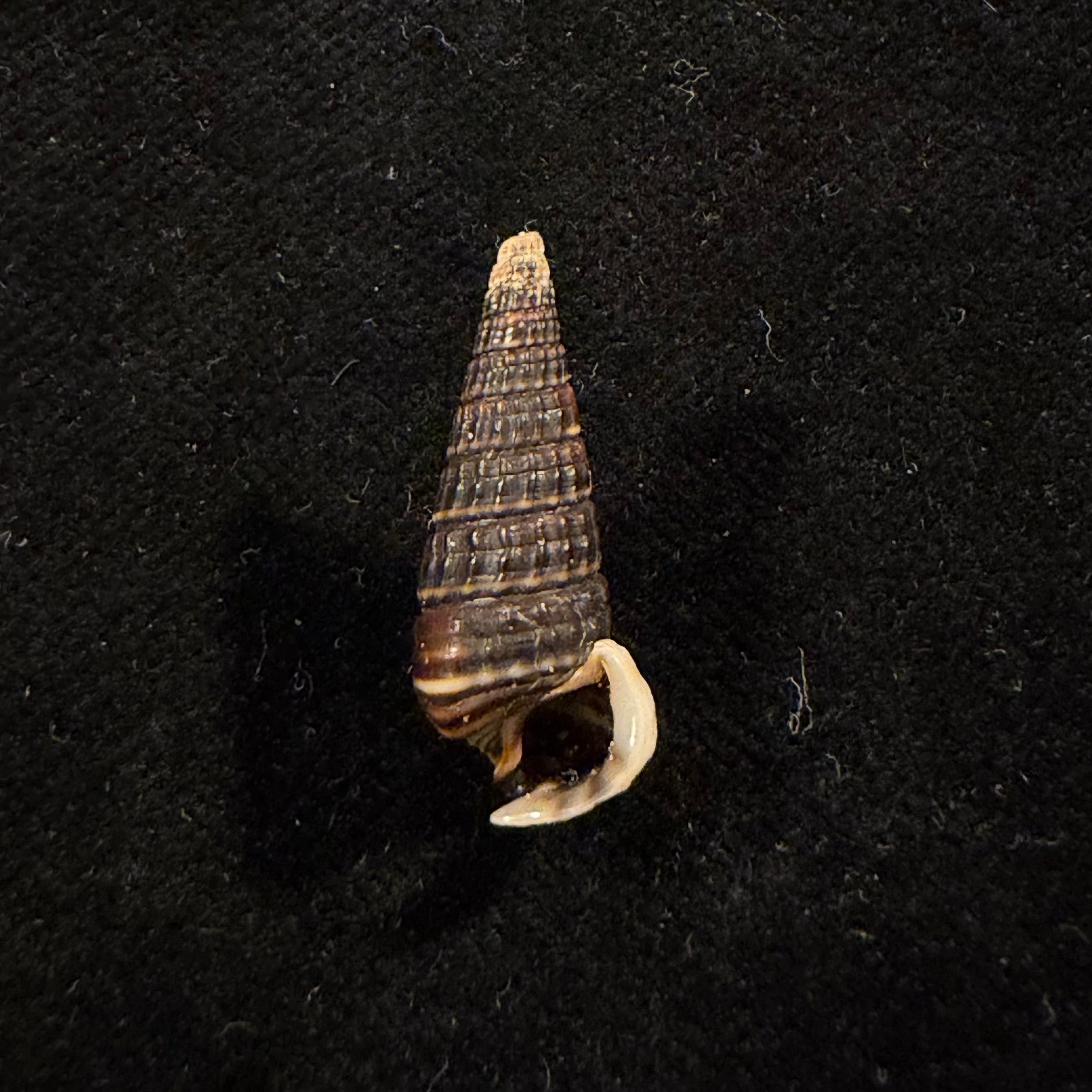 Pirenella cingulata (Gmelin, 1791) - 22,4mm