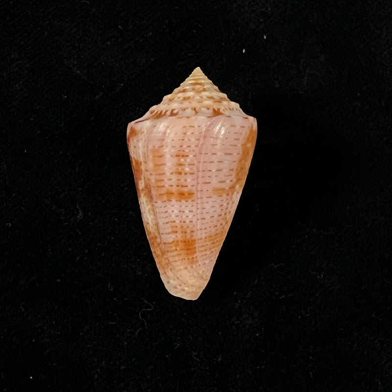 Conasprella ericmonnieri (Petuch & R. F. Myers, 2014) - 35,4mm