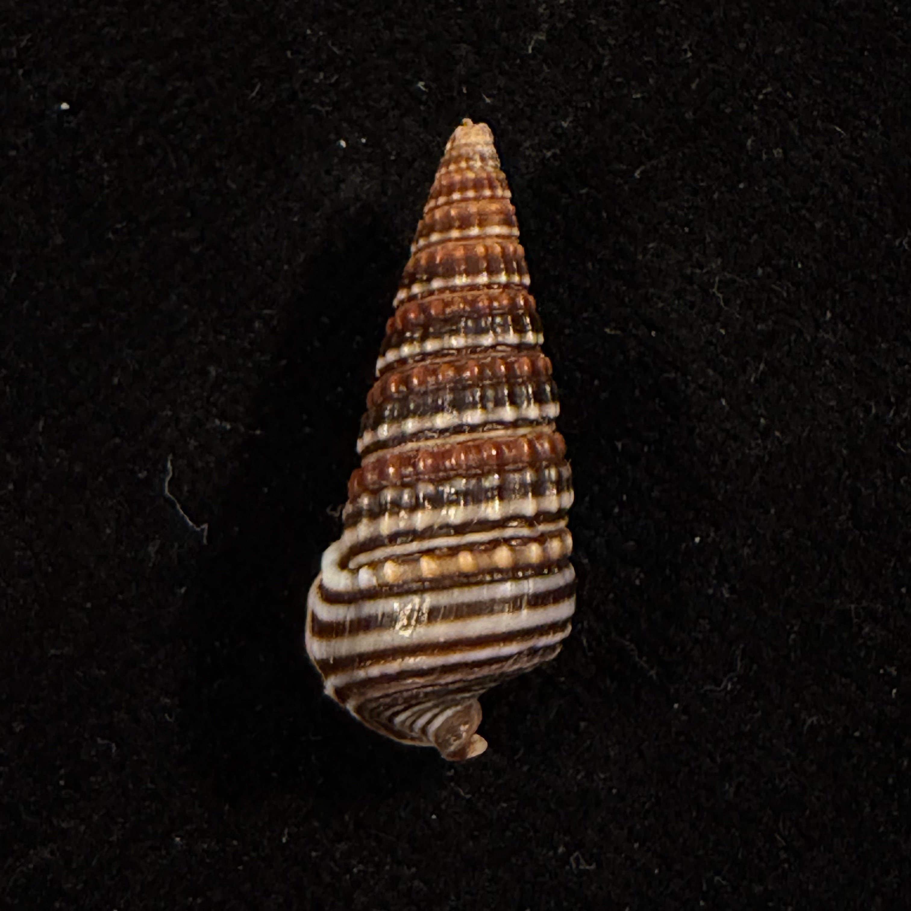 Pirenella cingulata (Gmelin, 1791) - 24,7mm
